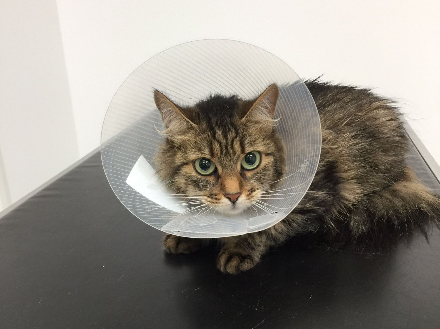 Fäden ziehen bei Katze Lüsi Tiertafel RheinErft e.V. Futterausgabe der Tiertafel Bergheim