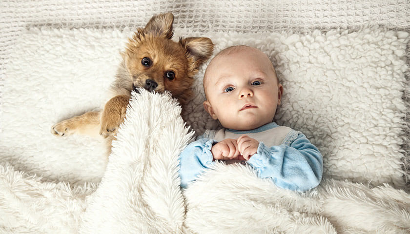 L'arrivée de bébé : comment bien préparer son chien - Tout'Pattes ...