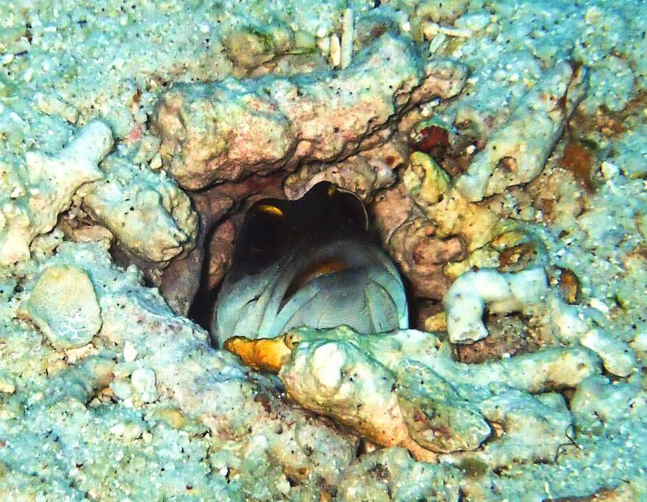 What does Tabanka mean? - Tabanka Divers in El Nido - Palawan