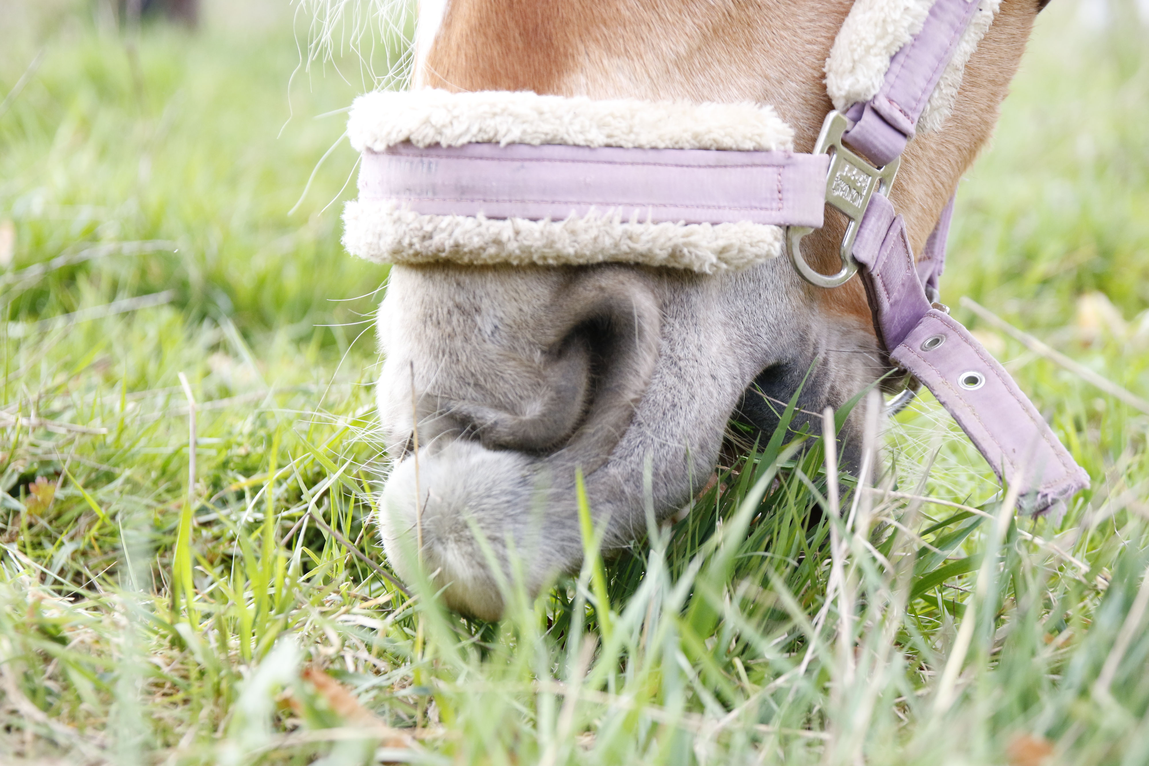 Pferde richtig anweiden - Reitsportblog reiten-reicht