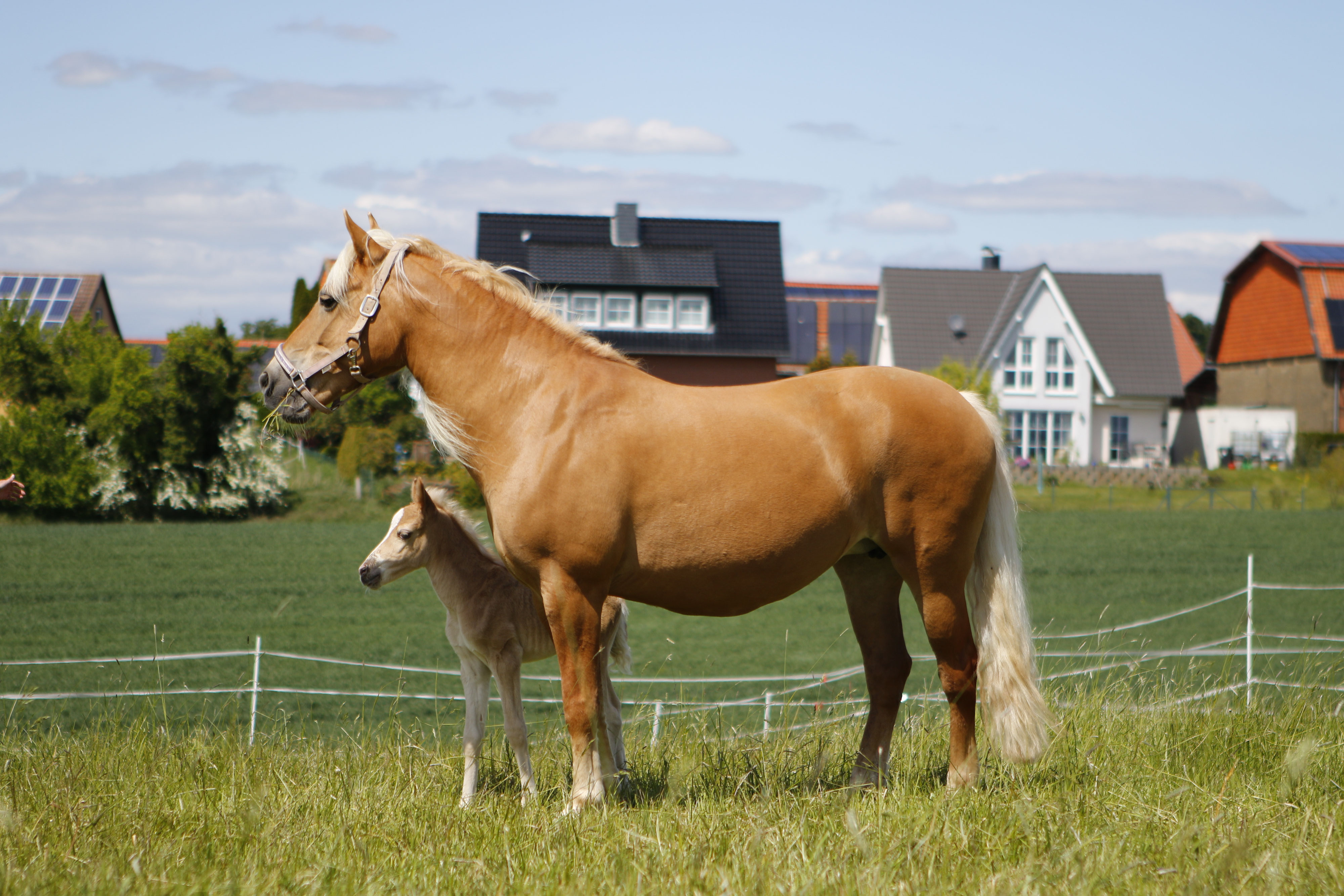 Stute Decken Lassen Hochstalter Reitsportblog Reiten Reicht