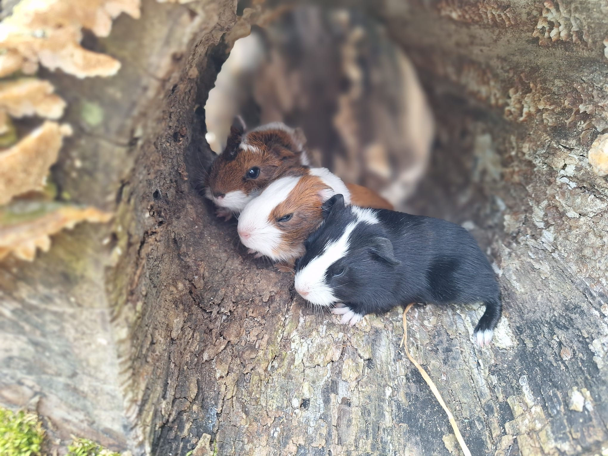 29.04.2024 Meerschweinchen Weihermaetteli