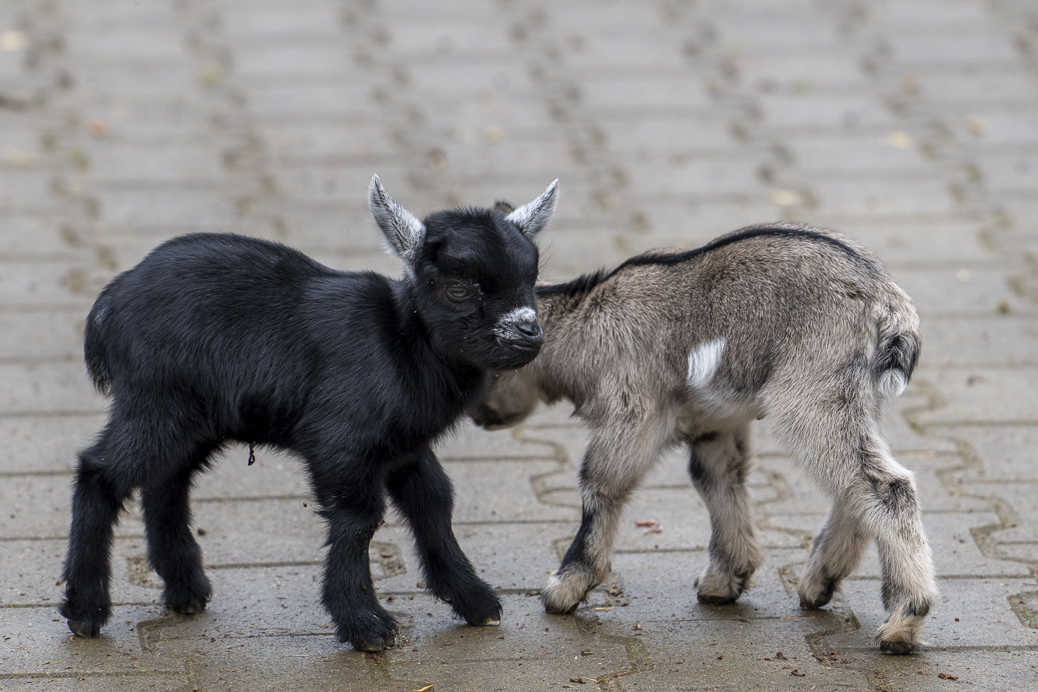 ZwergziegenNachwuchs Weihermaetteli