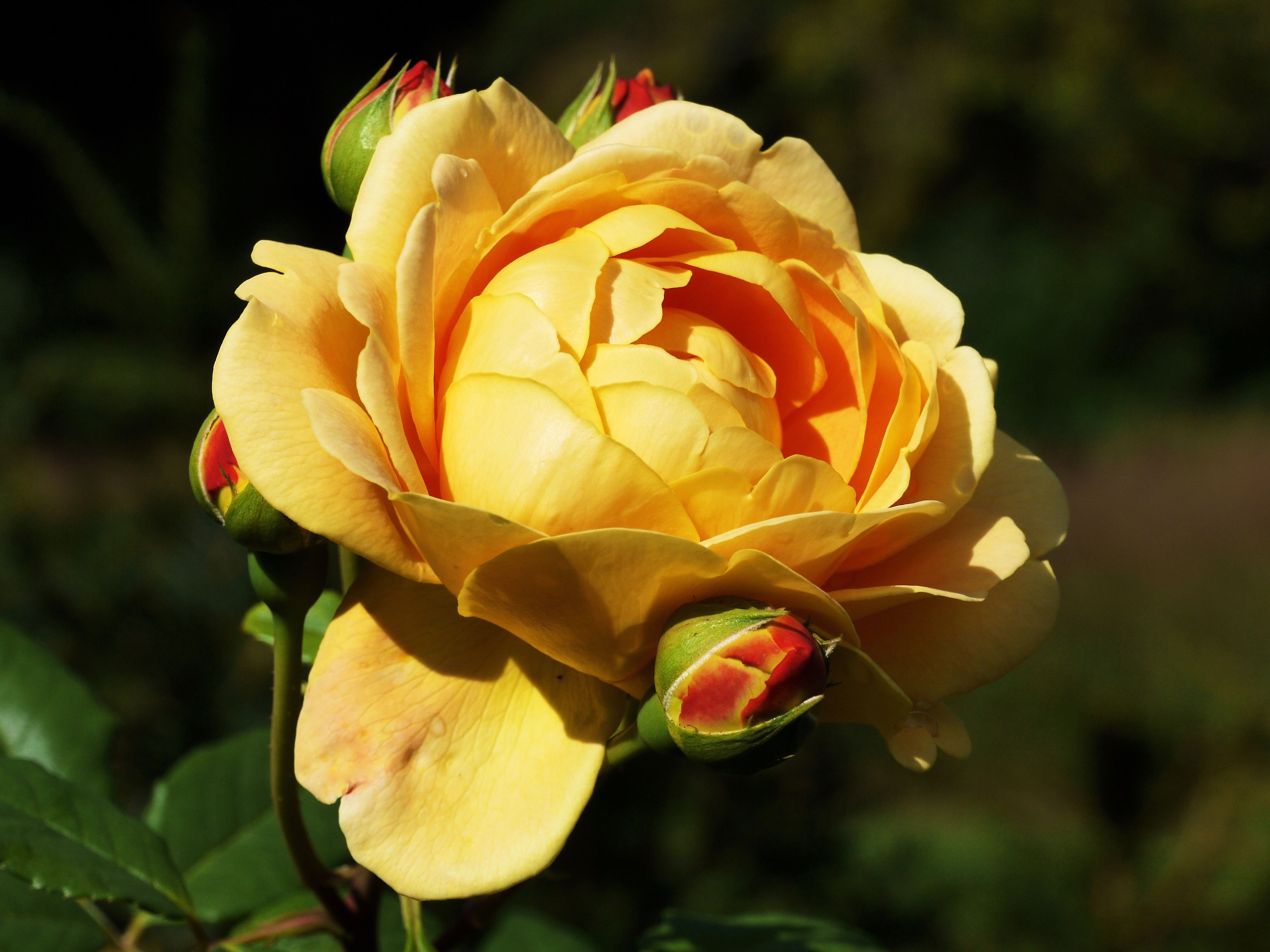 Blooming Heck Jokul Frosti