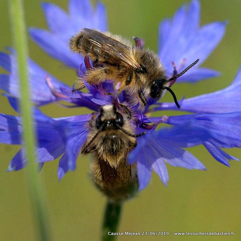 Bleuet, nom latin Centaurea cyanus, anglais Common Cornflower