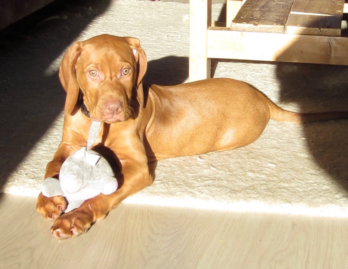 Onder En Overstimulatie Soms Een Moeilijk Onderscheid Dog Academy Voor Gedragsproblemen Bij Honden