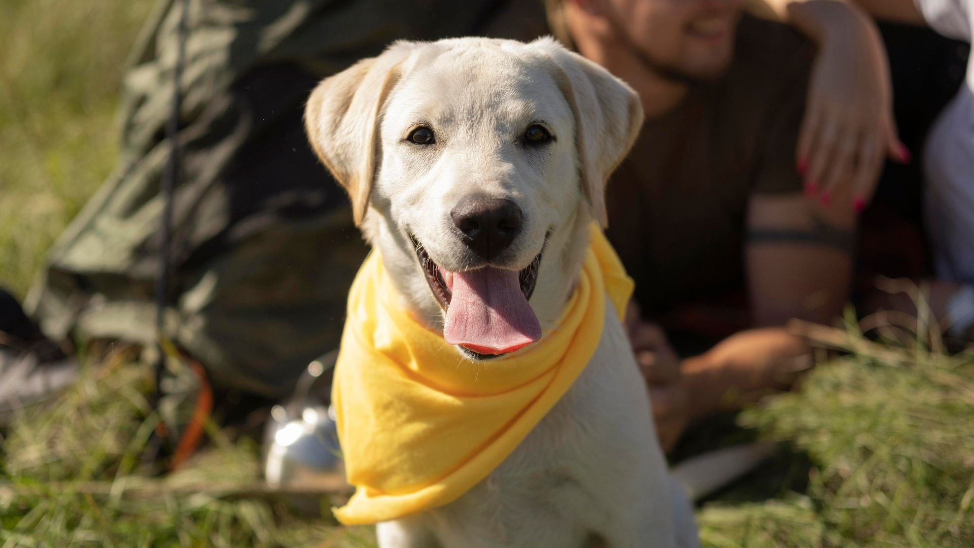 Are Bandanas Good for Dogs 8 Reasons Why Your Dog Should Wear a