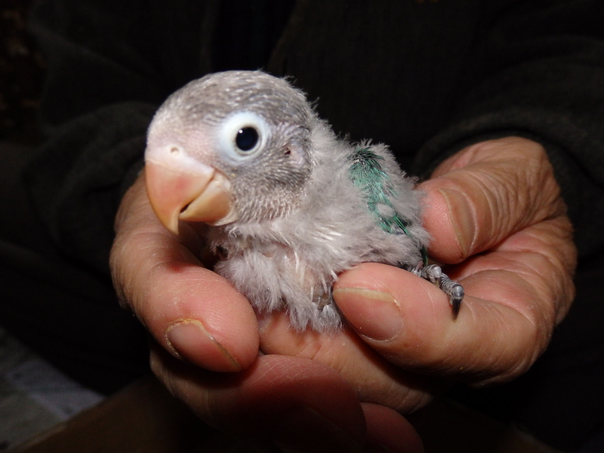 ボタンインコが仲間入りしました。インコの寿命や大きさ、重さ等