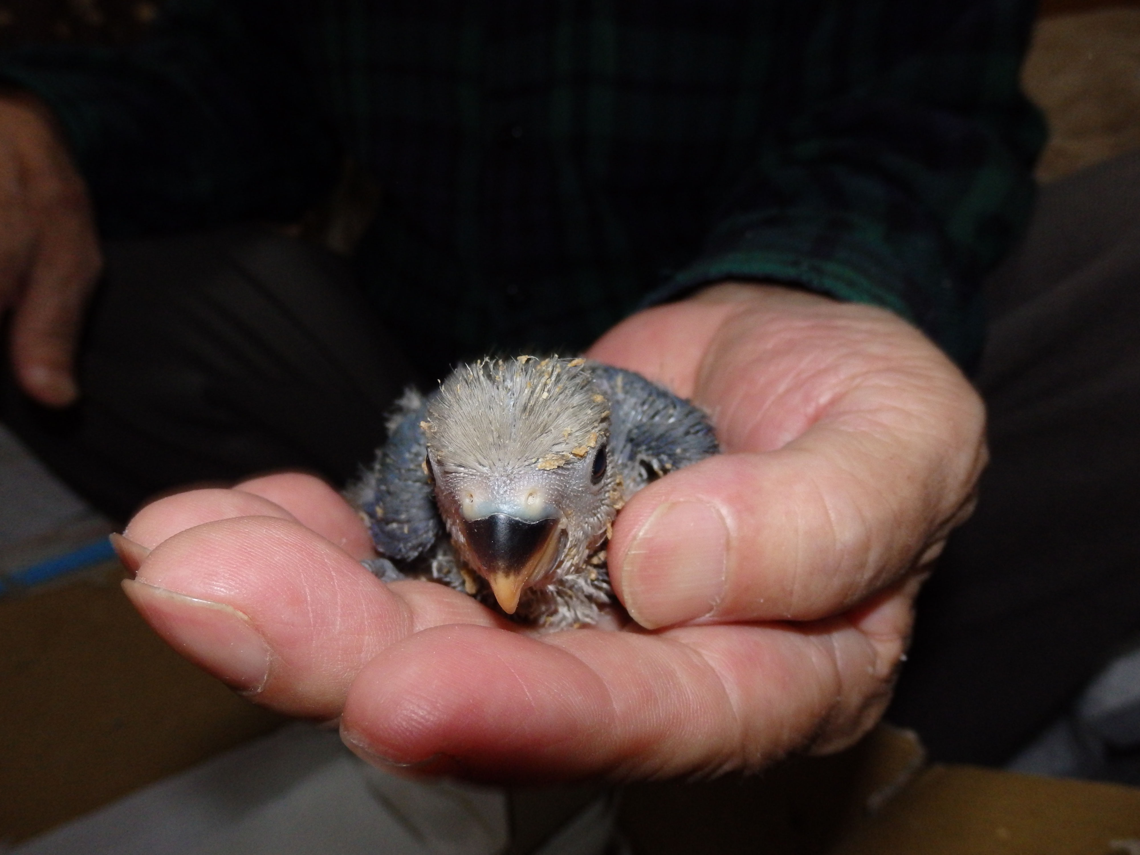 コザクラインコブルー バイオレット コバルト が仲間入りしました 福岡インコ ペットミッキン コザクラインコブルー バイオレット コバルト が仲間入りしました 福岡インコ ペットミッキン