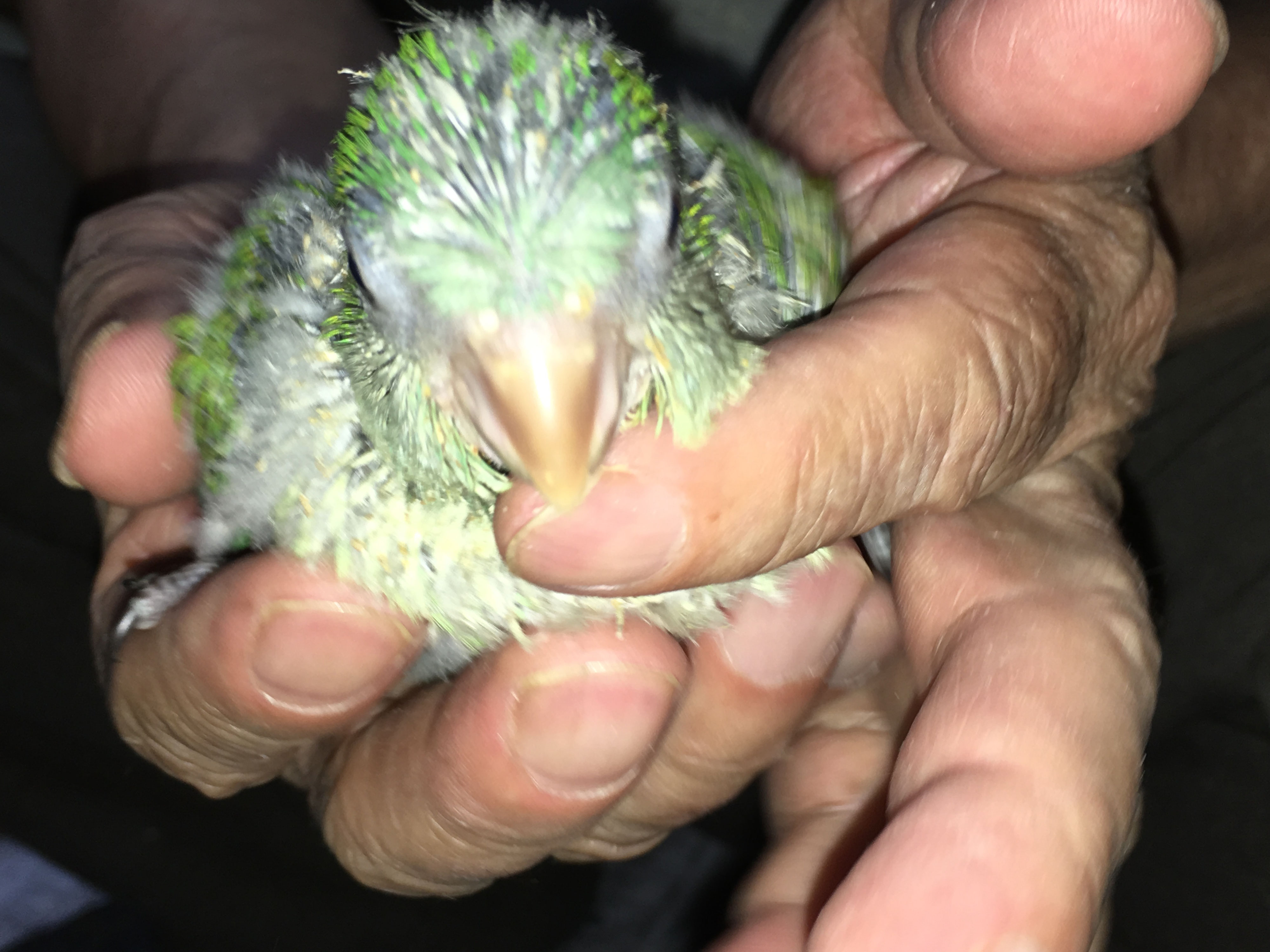オキナインコが仲間入りしました 福岡インコ ペットミッキン オキナインコが仲間入りしました 福岡インコ ペットミッキン