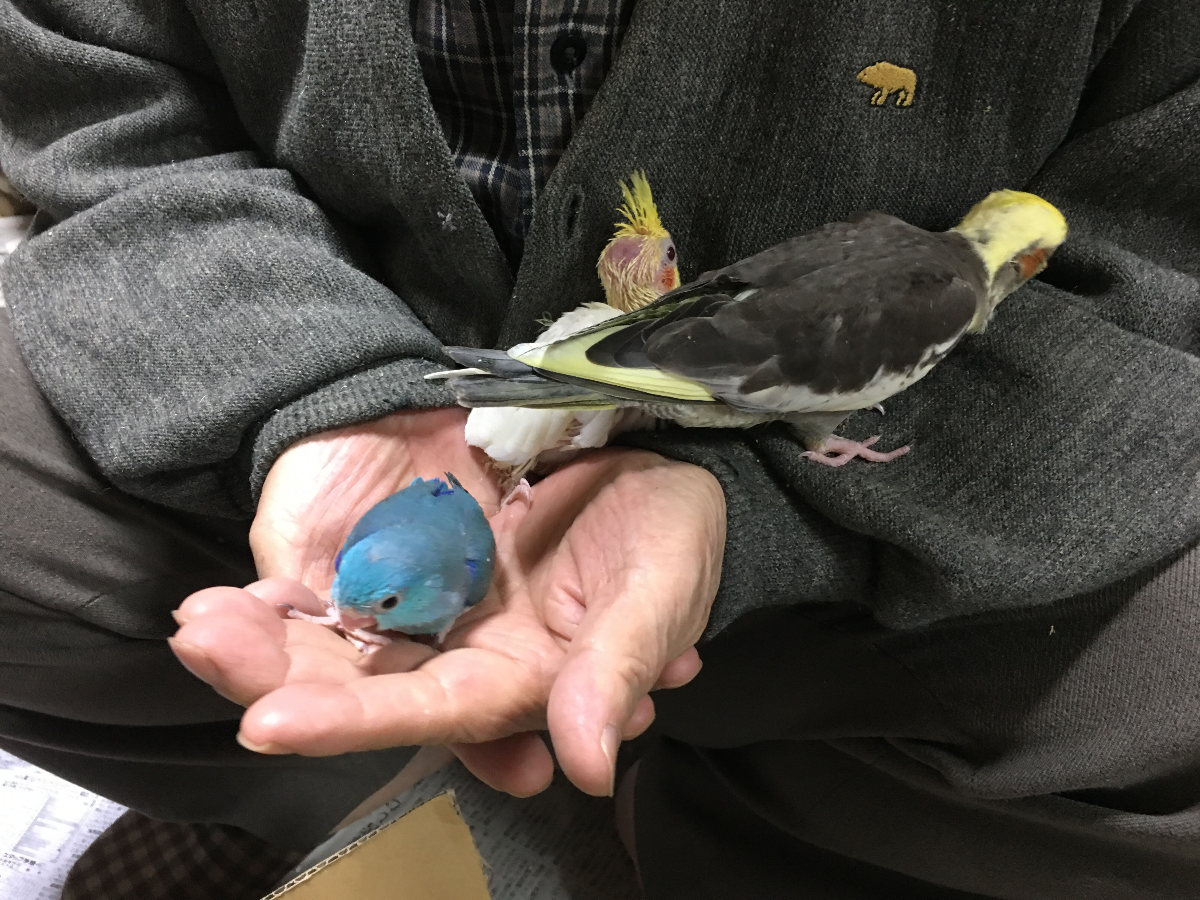 新しいインコの仲間たち 福岡インコ ペットミッキン