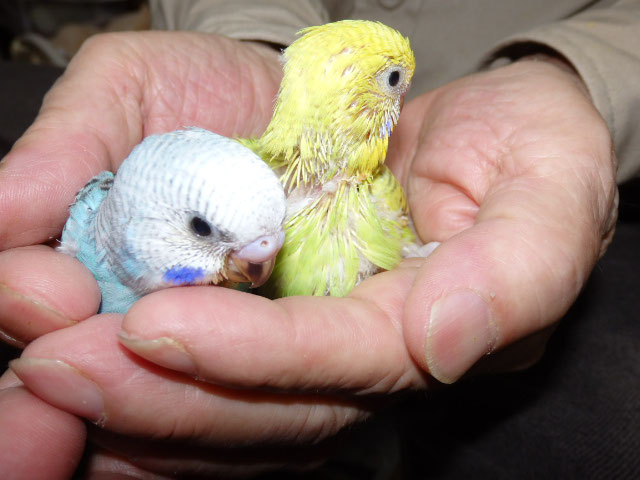 ジャンボセキセイインコが仲間入りしました 福岡インコ ペットミッキン