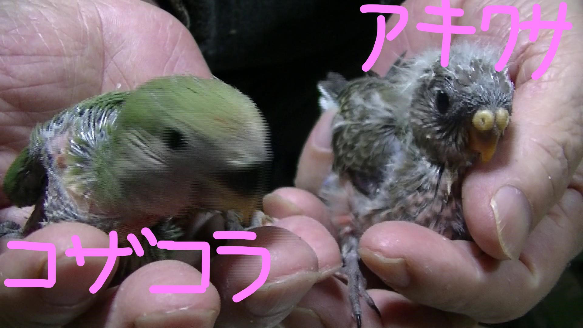 コザクラインコとアキクサインコが仲間入りしました 福岡インコ ペットミッキン