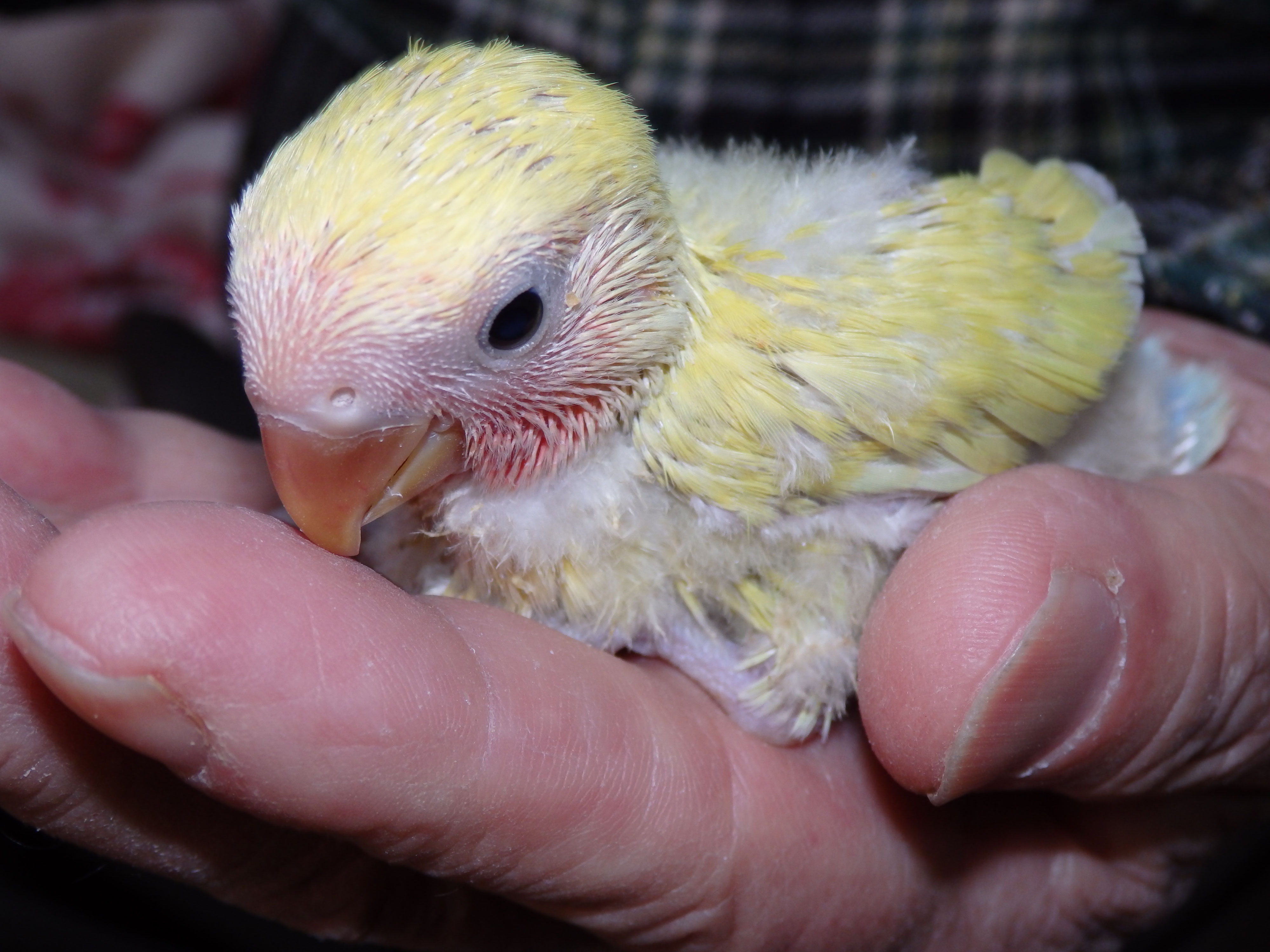 コザクラインコ 福岡手乗りインコ小鳥販売店ペットミッキンのホームページです