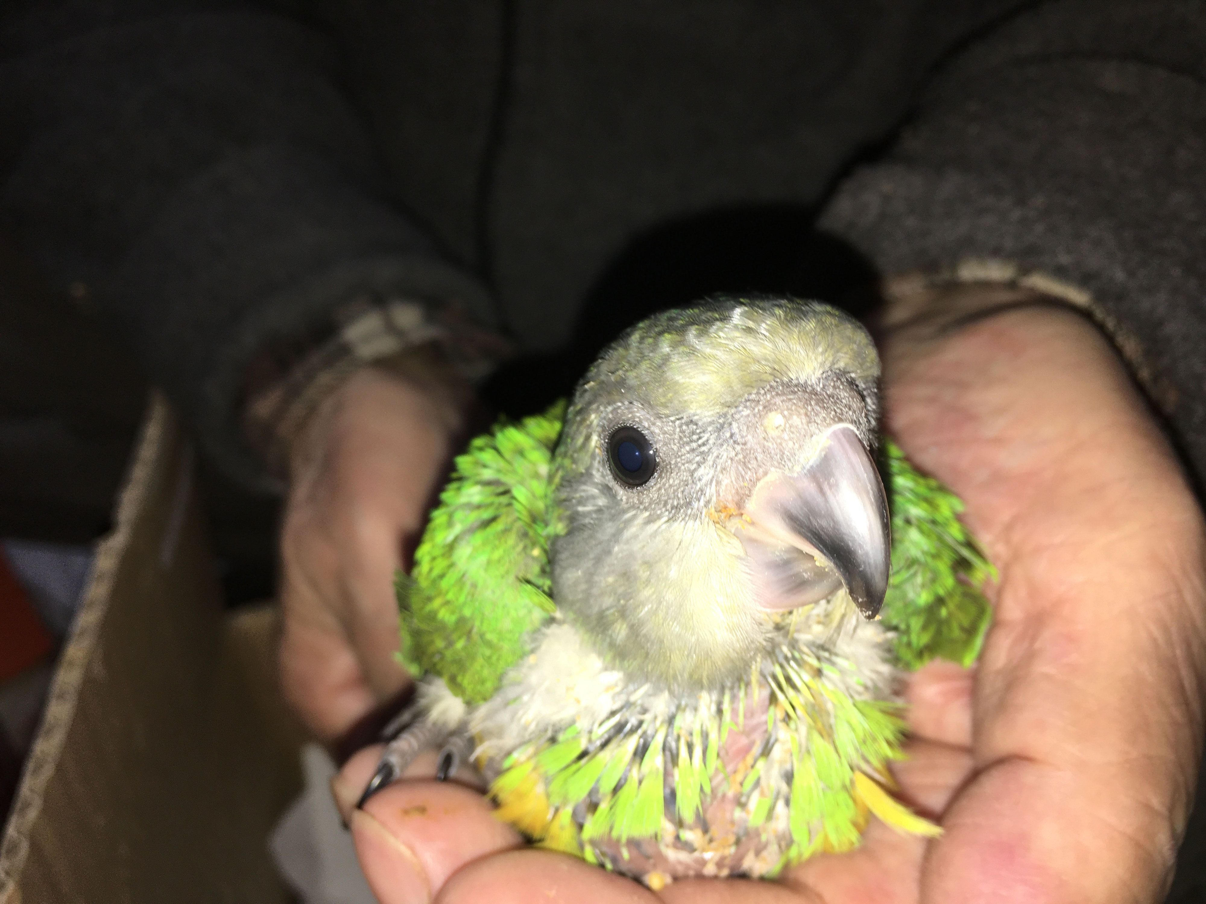 セネガルパロット 福岡手乗りインコ小鳥販売店ペットミッキンのホームページです セネガルパロット 福岡手乗りインコ小鳥販売店ペットミッキンのホームページです