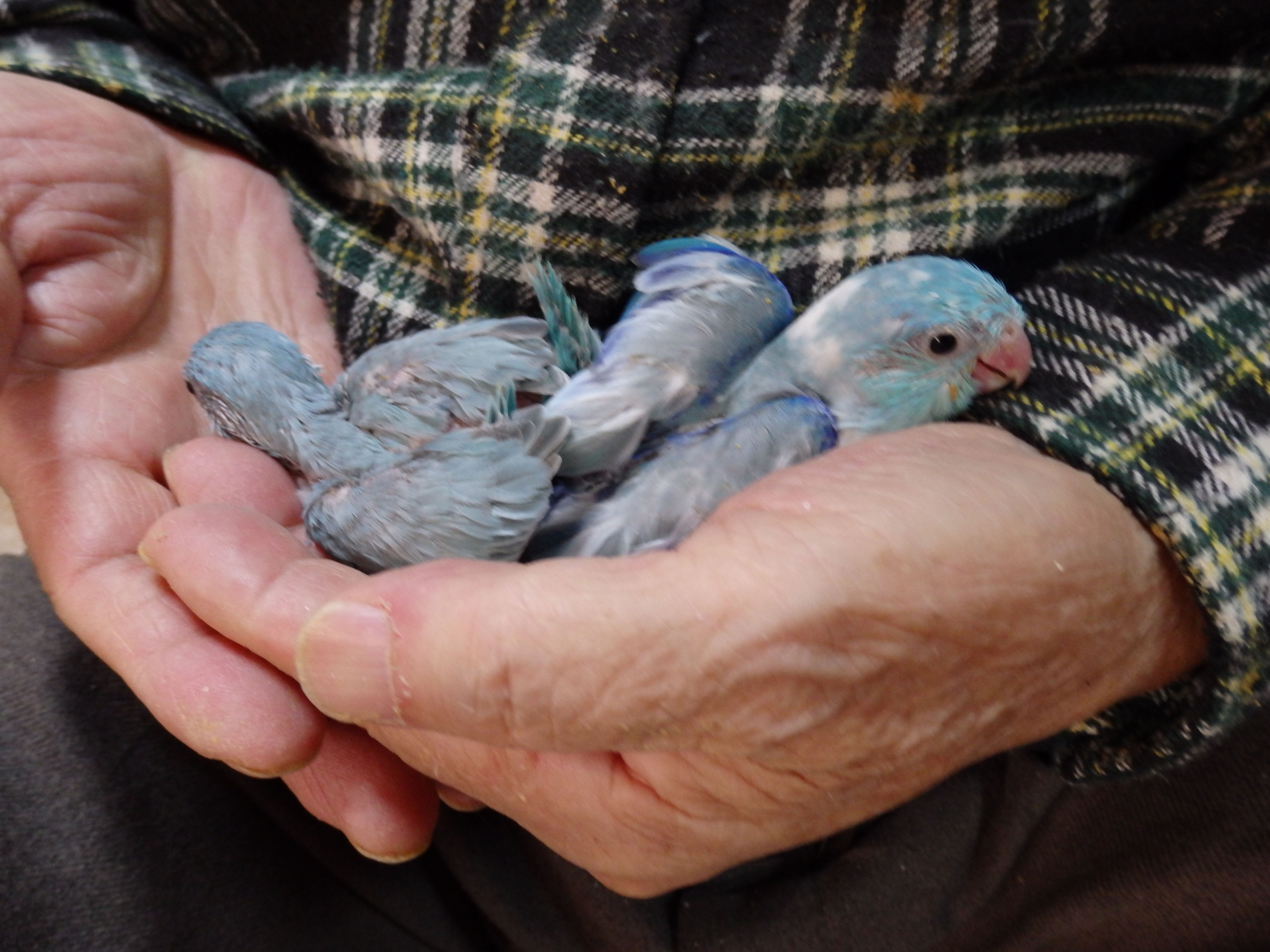 マメルリハインコ 福岡インコ ペットミッキン