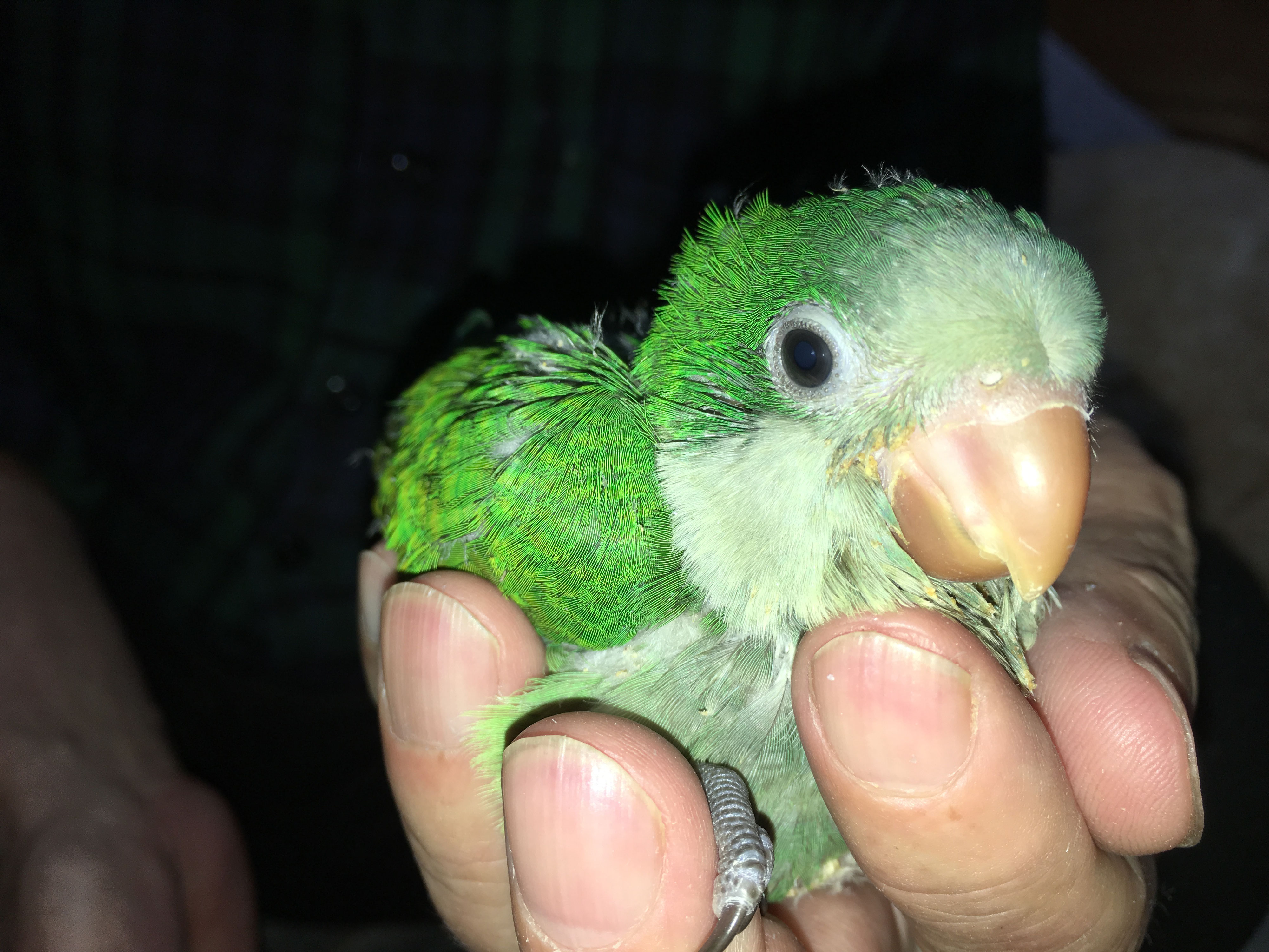 オキナインコが仲間入りしました 福岡インコ ペットミッキン オキナインコが仲間入りしました 福岡インコ ペットミッキン