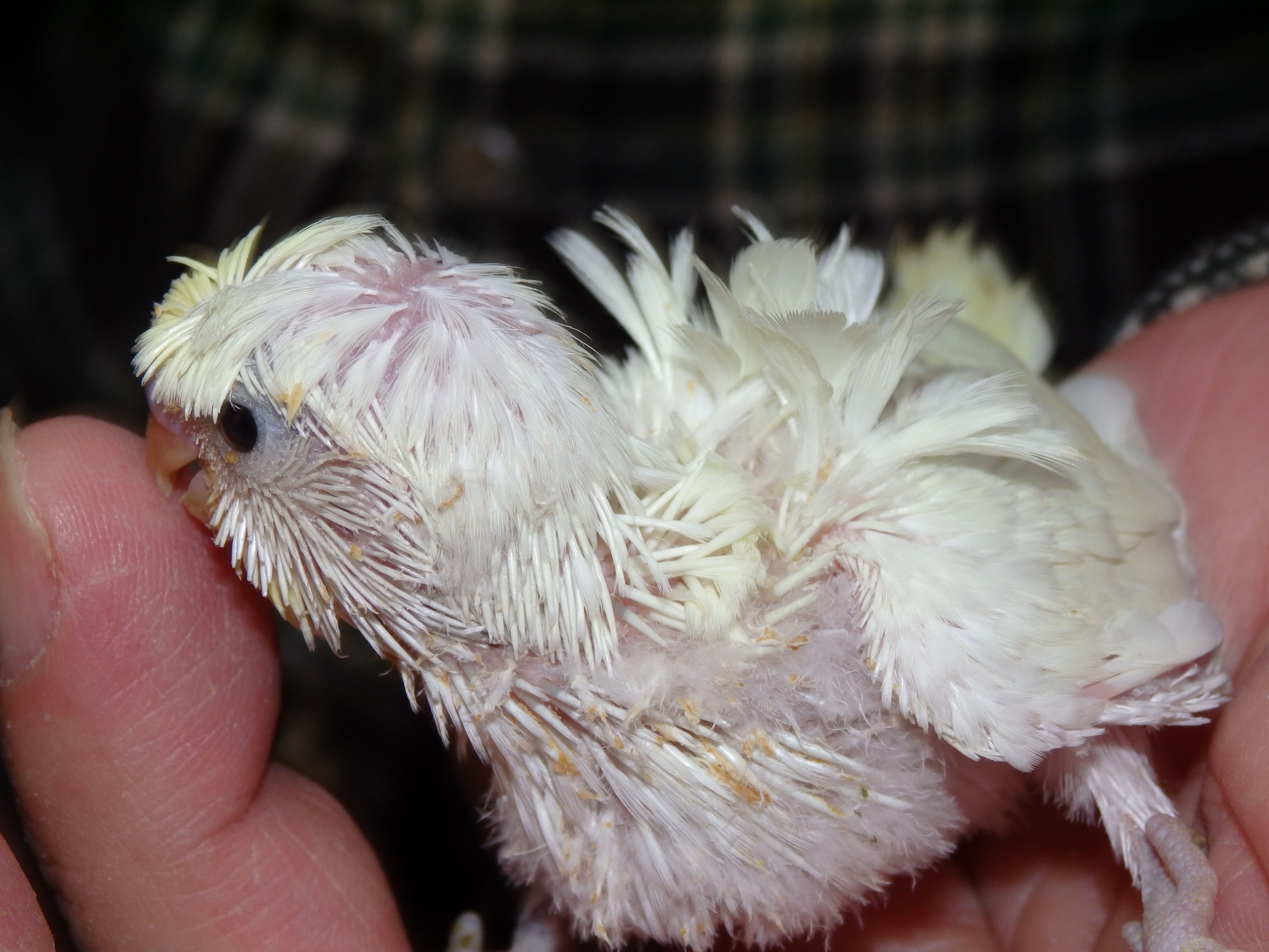 超超高級 クリーム 羽衣セキセイインコ 福岡手乗りインコ小鳥販売店ペットミッキンのホームページです 超超高級 クリーム 羽衣セキセイインコ 福岡手乗りインコ小鳥販売店ペットミッキンのホームページです