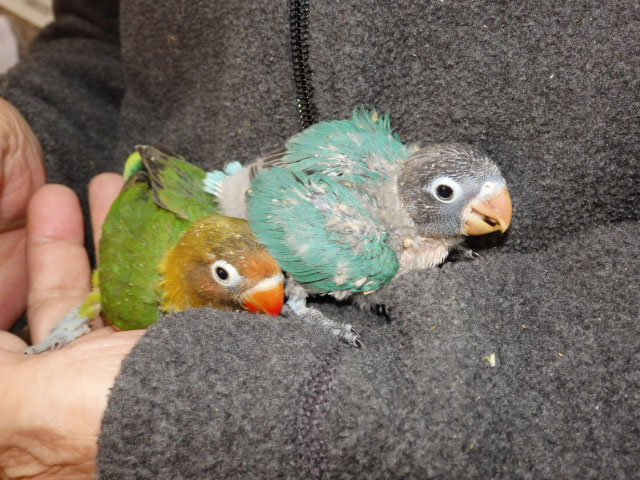 コザクラインコ ルリコシボタンインコ ブルーボタンインコが仲間入りしました 福岡インコ ペットミッキン
