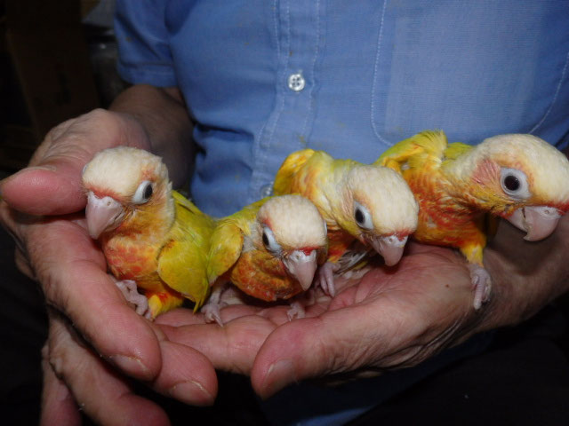 ウロコインコが仲間入りしました。 - 福岡 ペットミッキンのホームページ