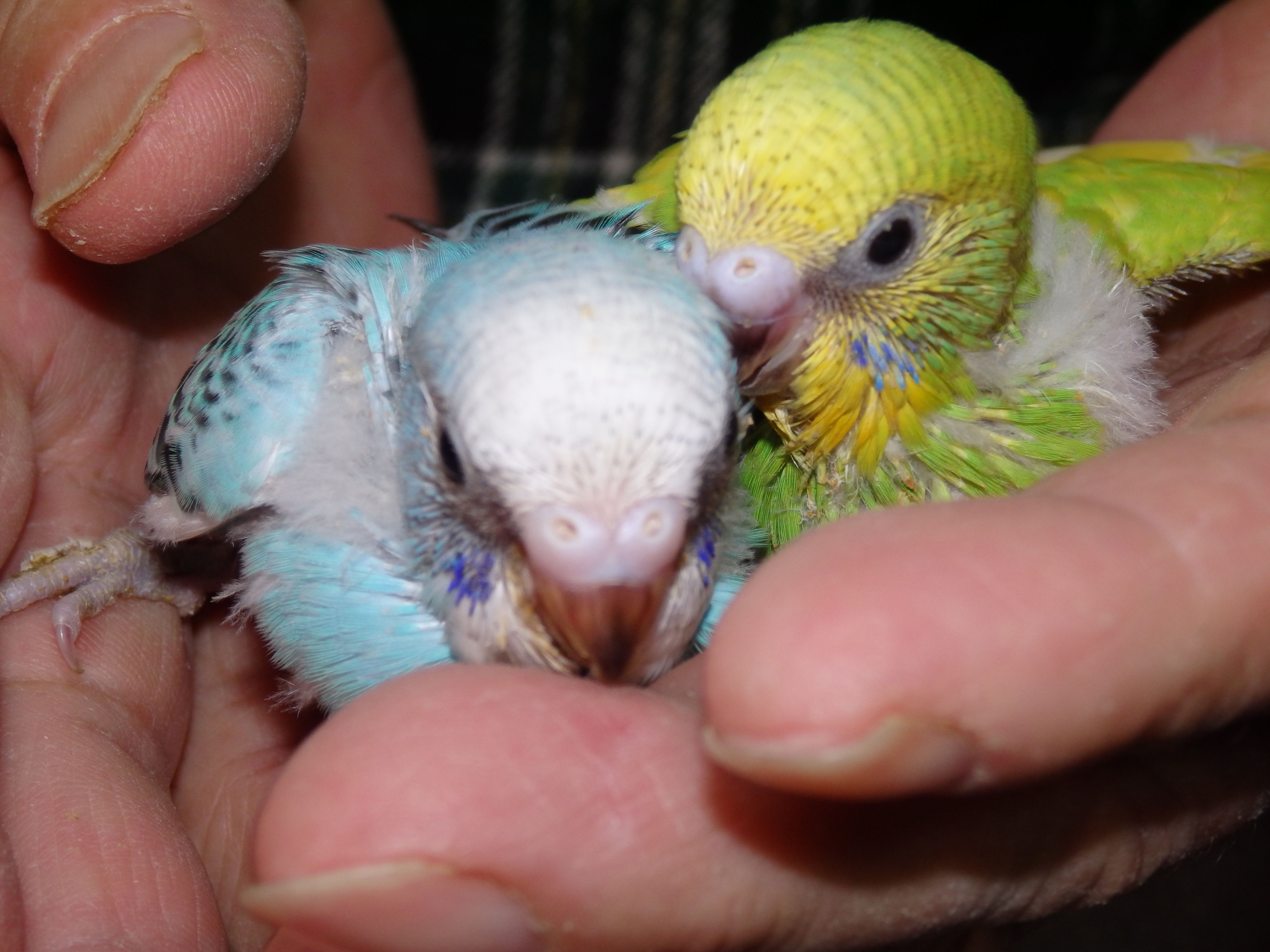 セキセイインコが仲間入りしました 福岡インコ ペットミッキン セキセイインコが仲間入りしました 福岡インコ ペットミッキン