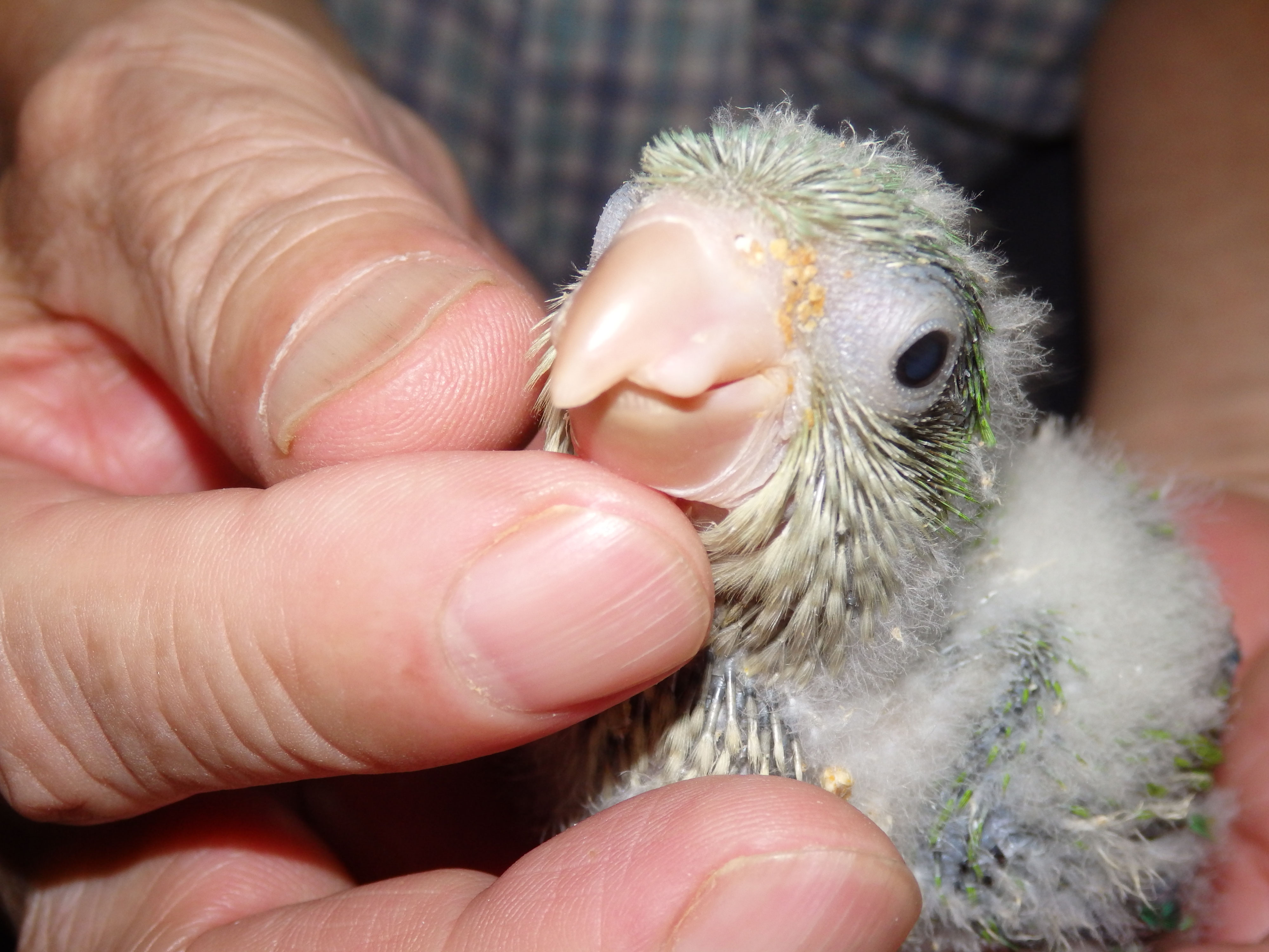 オキナインコが仲間入りしました 福岡インコ ペットミッキン オキナインコが仲間入りしました 福岡インコ ペットミッキン