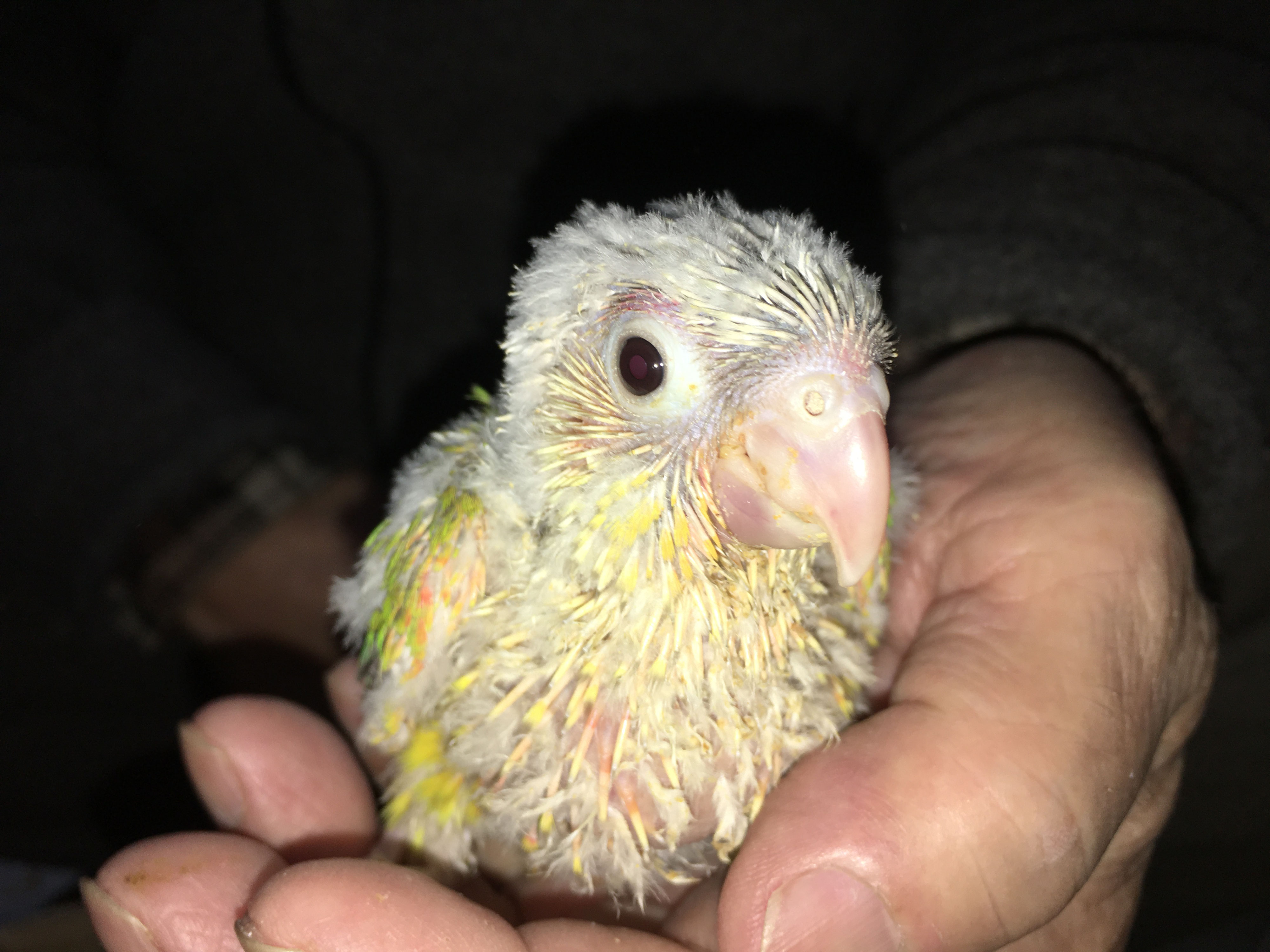 ウロコインコ 福岡手乗りインコ小鳥販売店ペットミッキンのホームページです ウロコインコ 福岡手乗りインコ小鳥販売店ペットミッキンのホームページです
