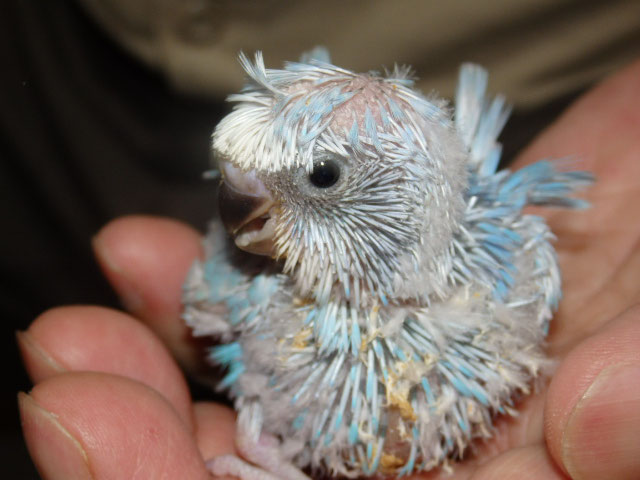 羽衣セキセイインコが仲間入りしました 福岡インコ ペットミッキン