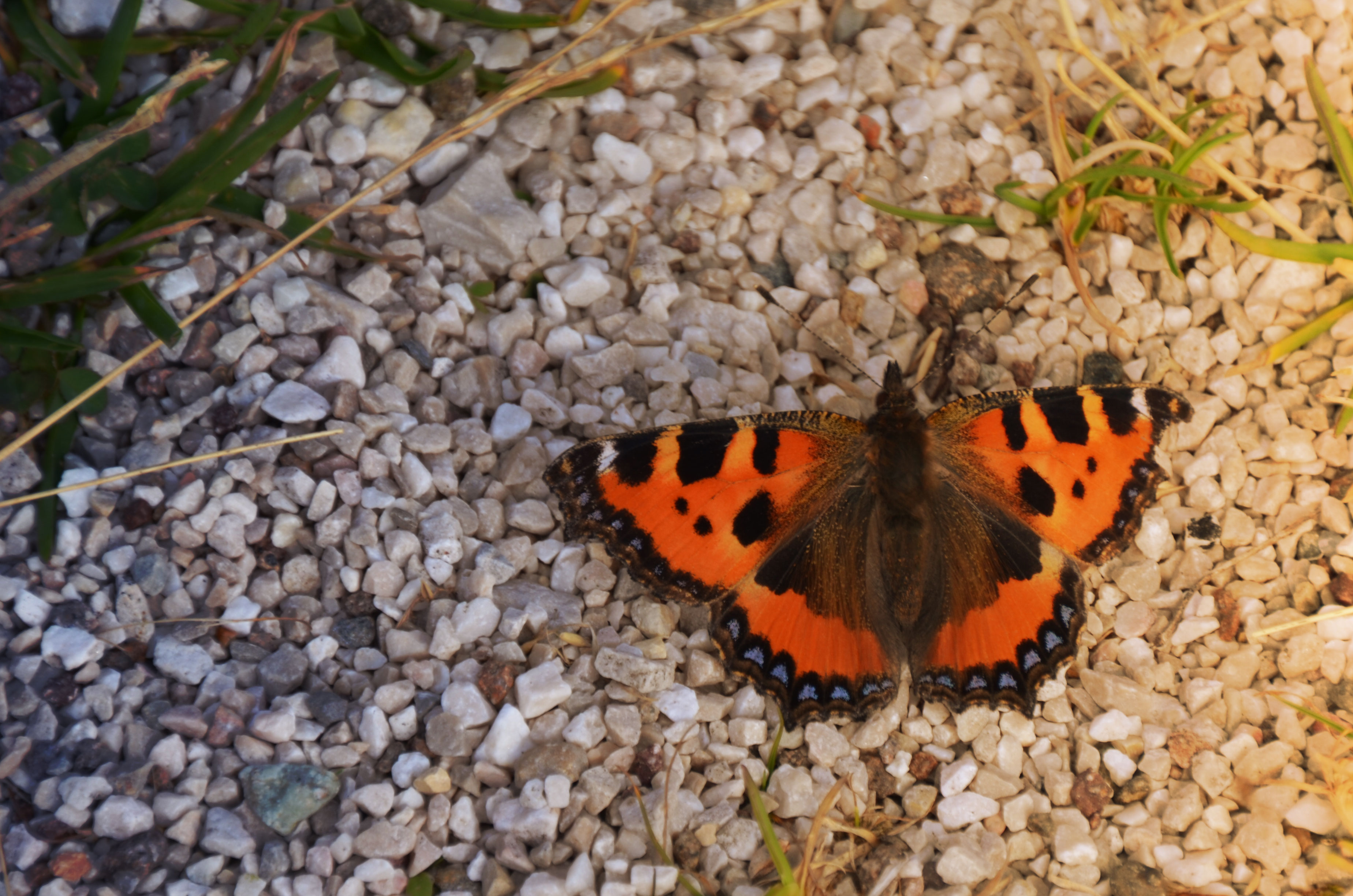 Schamane? Naturheilpraxis Schaffer