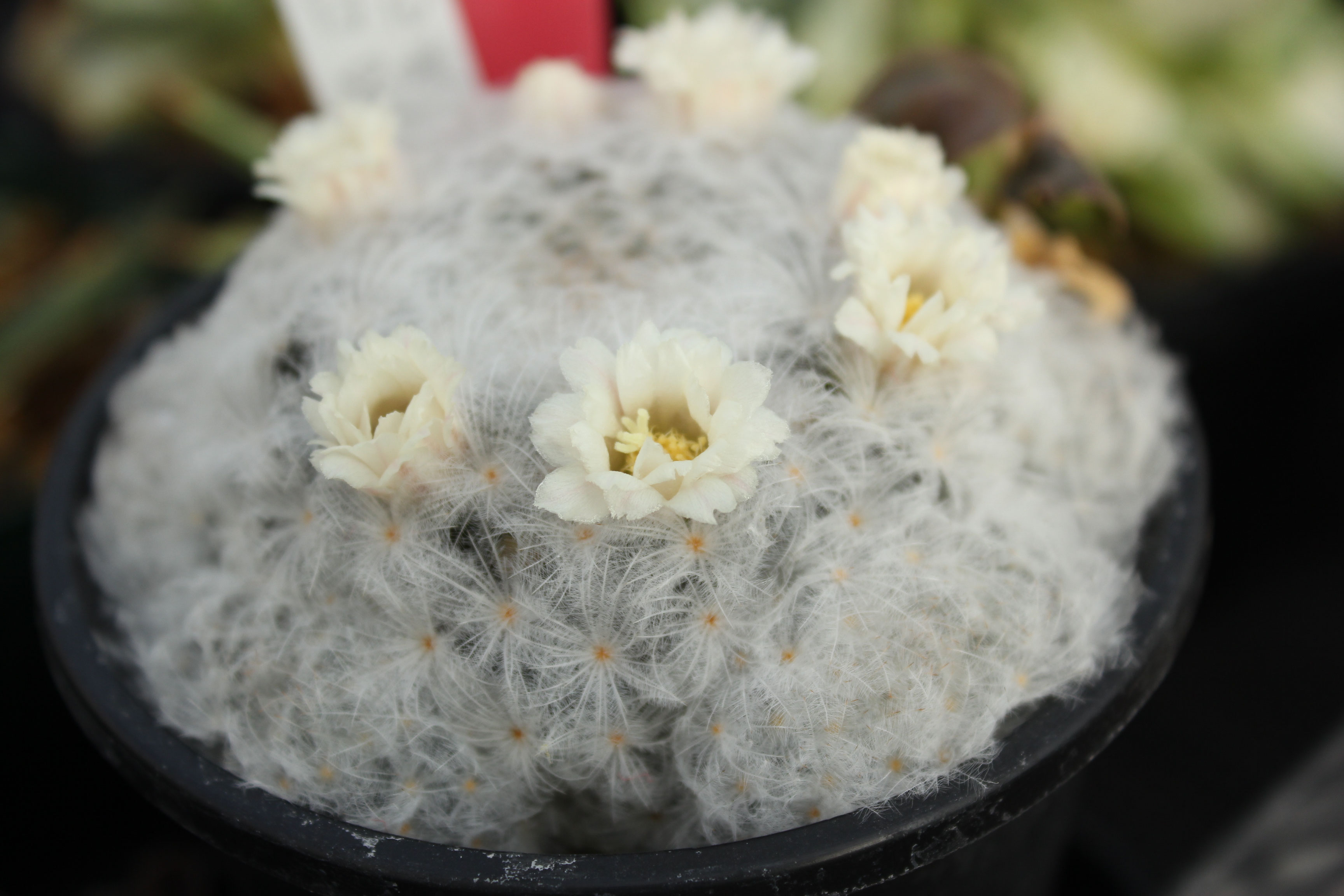白星の変化花 あいとう松田農園 多肉植物 サボテン生産販売