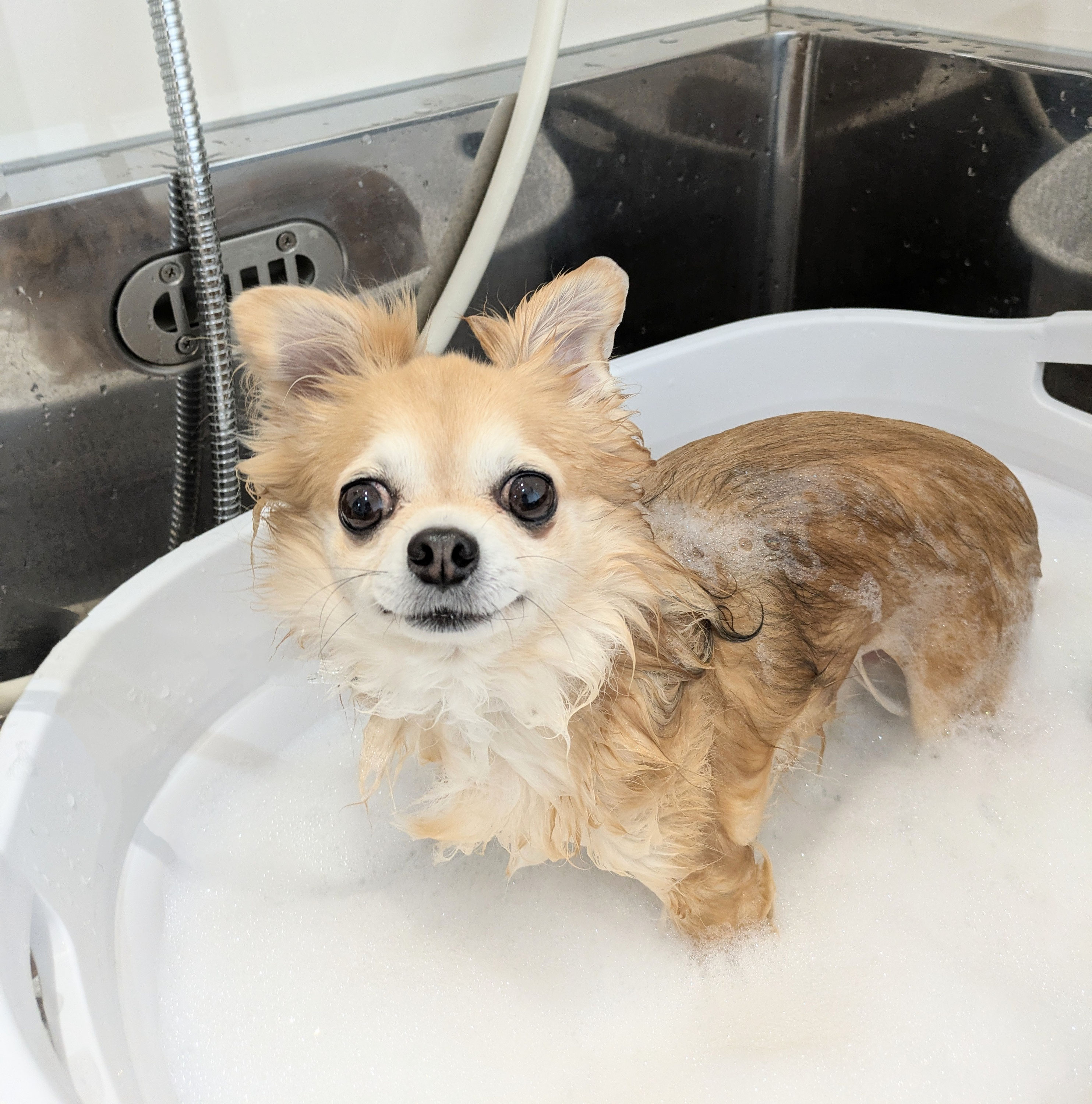プラック社　PR-800 犬トリミング　ドッグサロン　バブルシャンプー プラック社 PR-800 犬トリミング ドッグサロン バブルシャンプー
