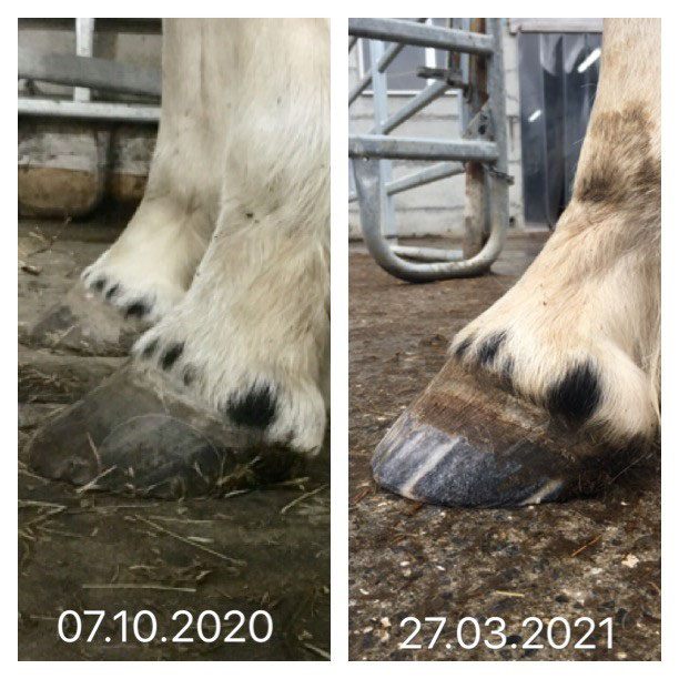 Blog TierNaturheilTierheilpraktikerin AP