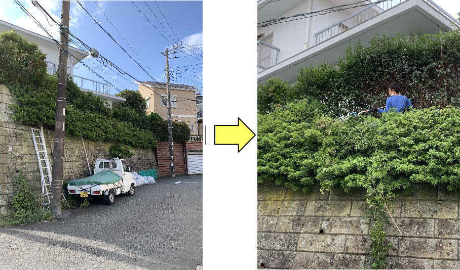 少し高台の土地にある垣根の剪定作業 横浜市 鎌倉市 藤沢市 横須賀市 大和市 川崎市のお庭の剪定 伐採植木の手入れ草刈りお庭の困ったを解決するフラワーライフ研究会
