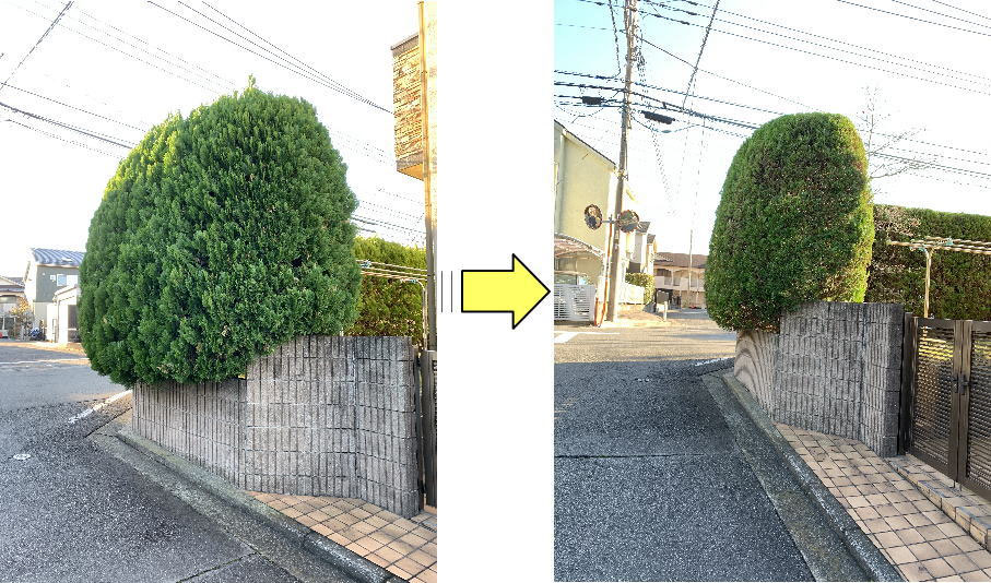 モッコリとしてしまった垣根の剪定作業 横浜市 鎌倉市 藤沢市 横須賀市 大和市 川崎市のお庭の剪定 伐採植木の手入れ草刈りお庭の困ったを解決するフラワーライフ研究会 モッコリとしてしまった垣根の剪定作業 横浜市 鎌倉市 藤沢市 横須賀市 大和市 川崎市のお庭の剪定 伐採植木の手入れ草刈りお庭の困ったを解決するフラワーライフ研究会