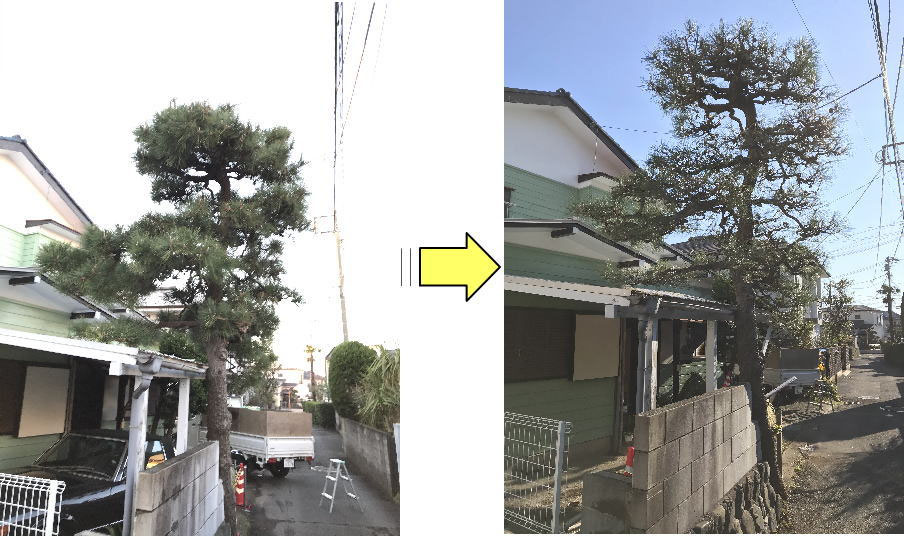 定期的な松の剪定 冬の松の剪定はこの時期が旬 この時期の松の剪定はもみあげ作業 横浜市 鎌倉市 藤沢市 横須賀市 大和市 川崎市のお庭の剪定 伐採植木の手入れ草刈りお庭の困ったを解決するフラワーライフ研究会