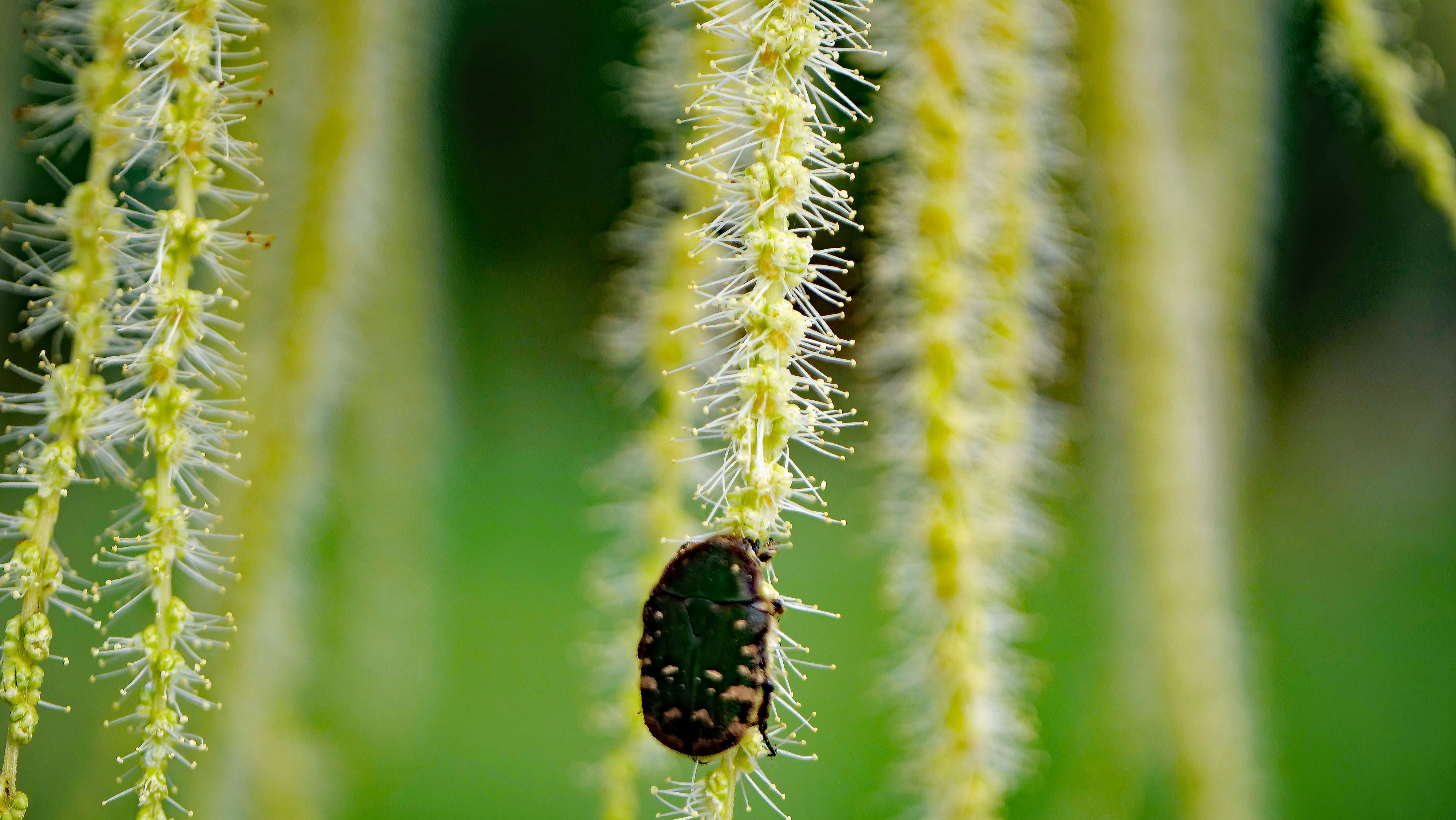6月4日 栗の花に来る虫 コアオハナムグリ 岩間の栗や 小田喜商店