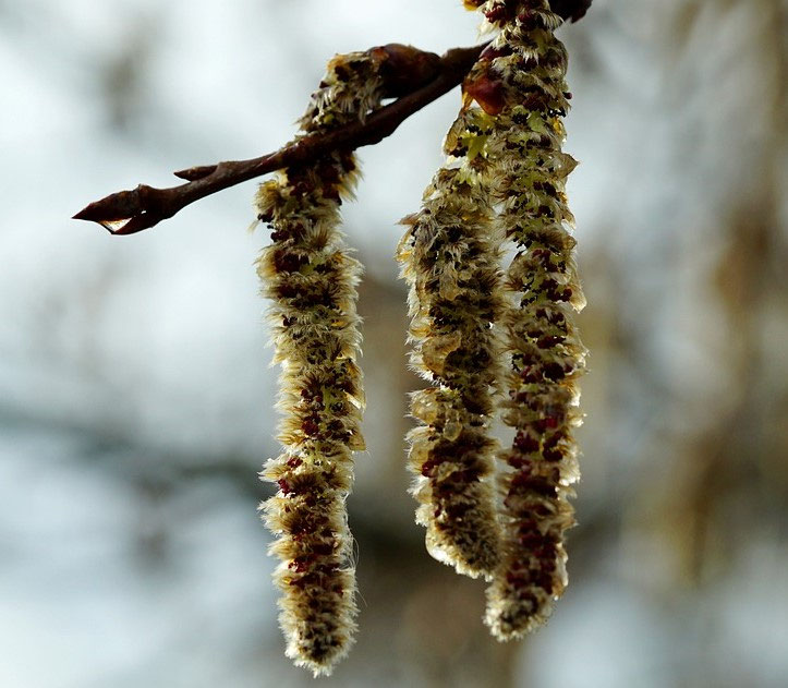 Landschaftsgärtner EFZ/EBA Jobs & Karriere in der grünen Branche