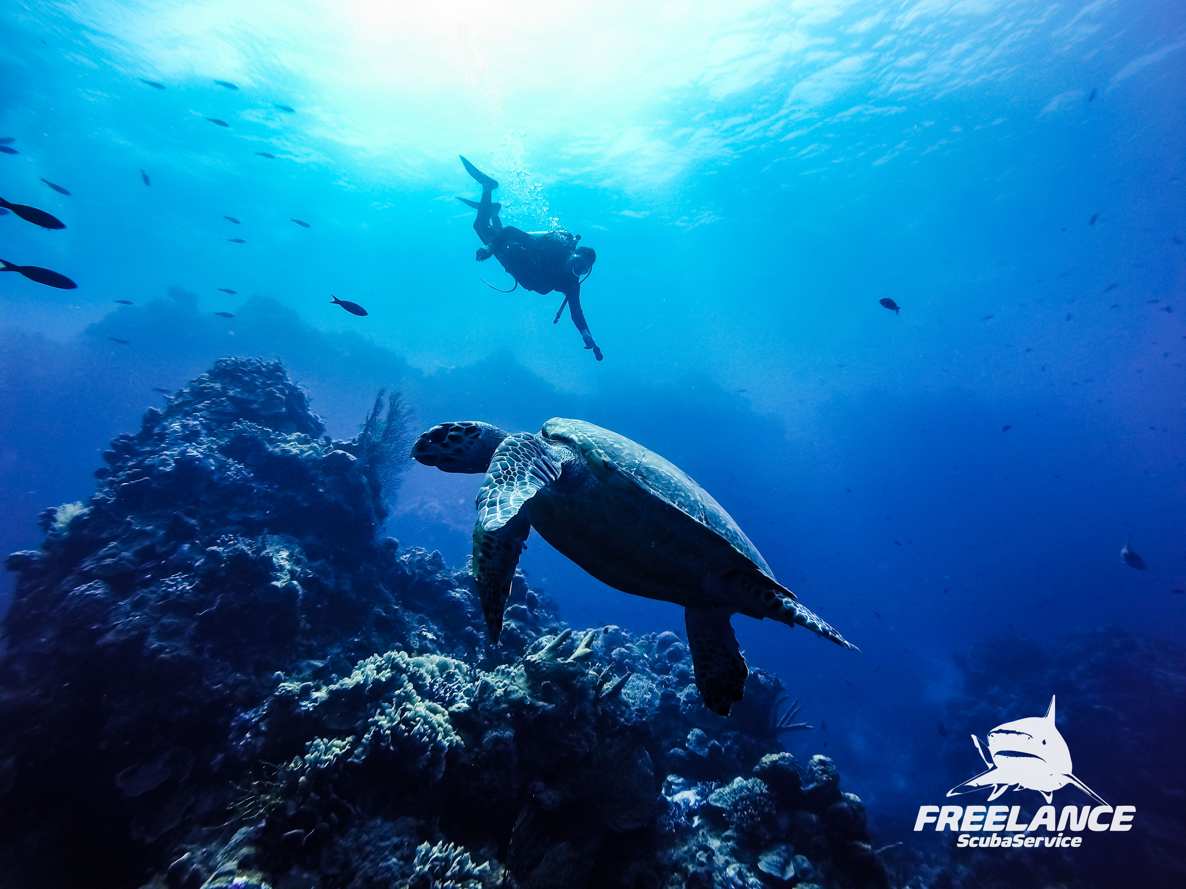 5 Myths About SCUBA Diving SCUBA DIVING PLAYA DEL CARMEN 5-myths-about-scuba-diving-scuba-diving-playa-del-carmen