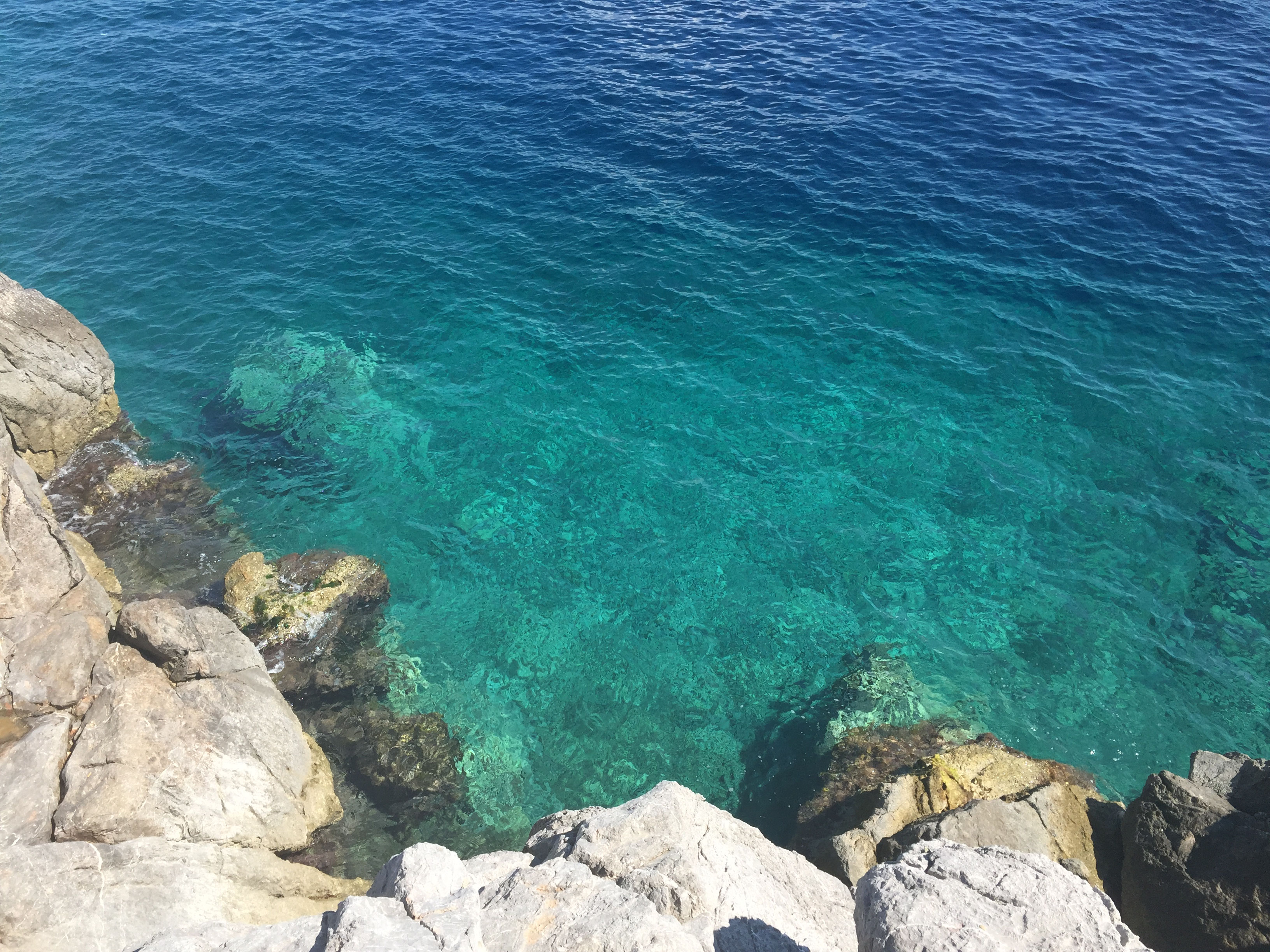 blumen am weg des wassers
