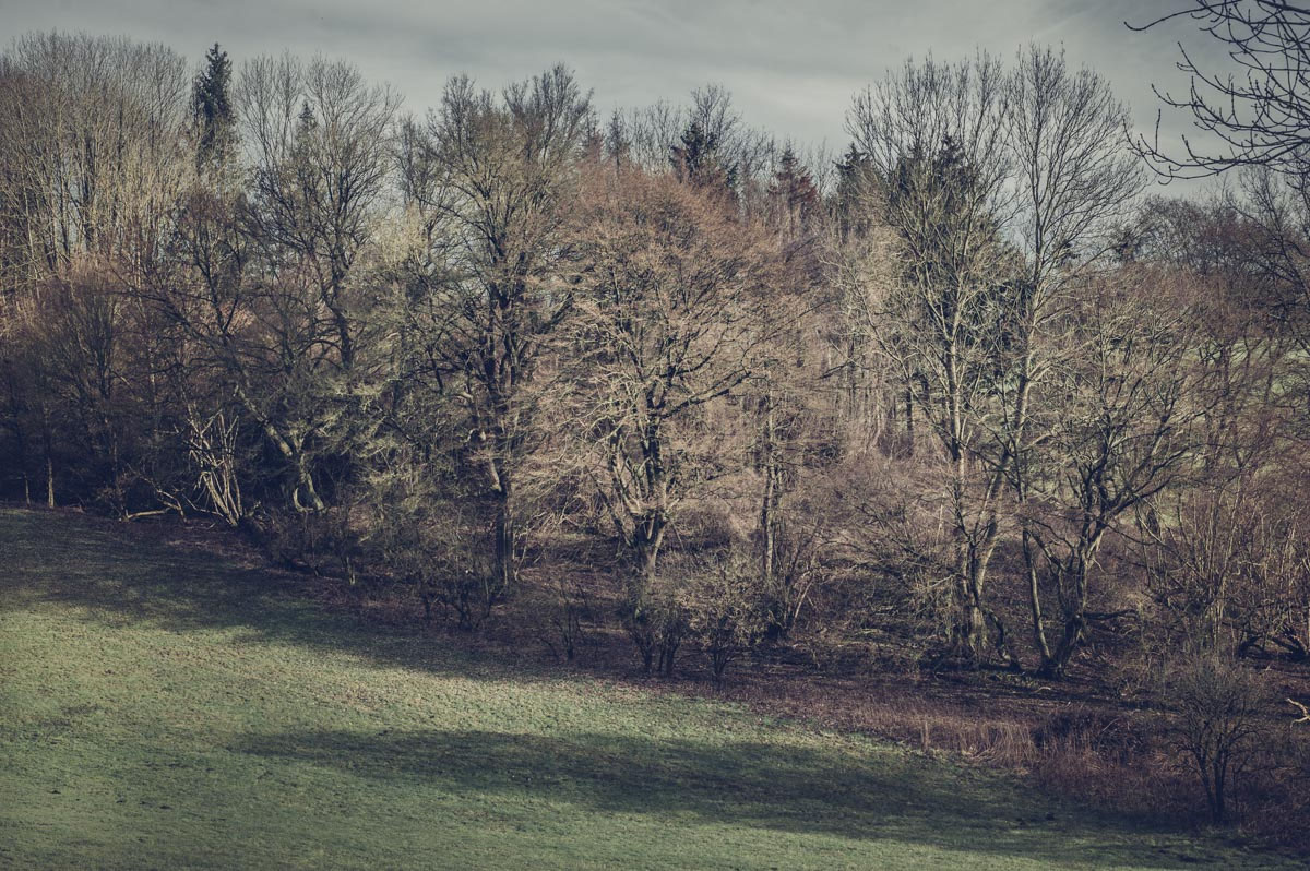 Der kleine wilde Wald karstenhoehnenaturfotografies Webseite!