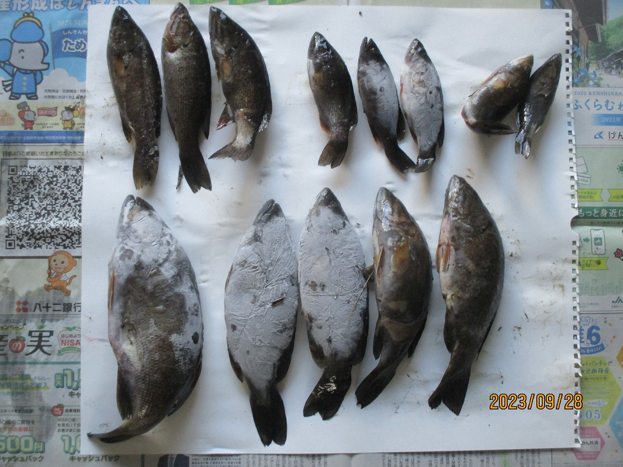 陸王 DVD 12枚セット 2008年~2016年 釣り ブラックバス 51tnQ2EqHAL._AC_SY200_QL15_.jpg