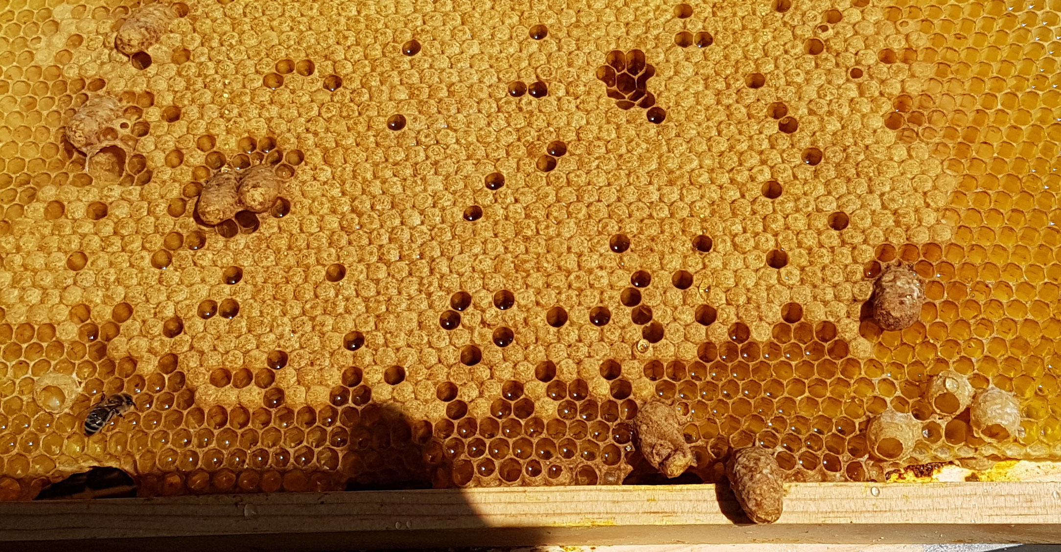 que faisons nous lorsqu'on voit des cellules royales apiculteur producteur en Luberon de miel que faisons nous lorsqu'on voit des cellules royales apiculteur producteur en Luberon de miel