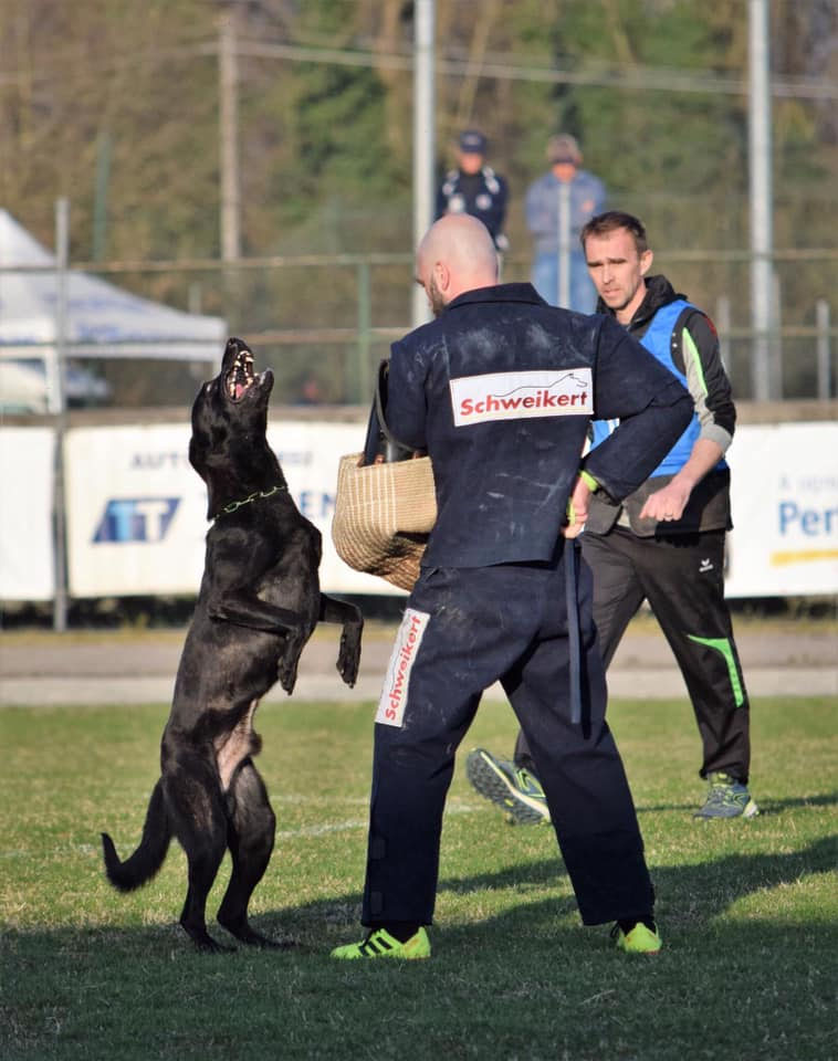 Follow us on Facebook & Instagram - Hollandse Herder of Dark Doom