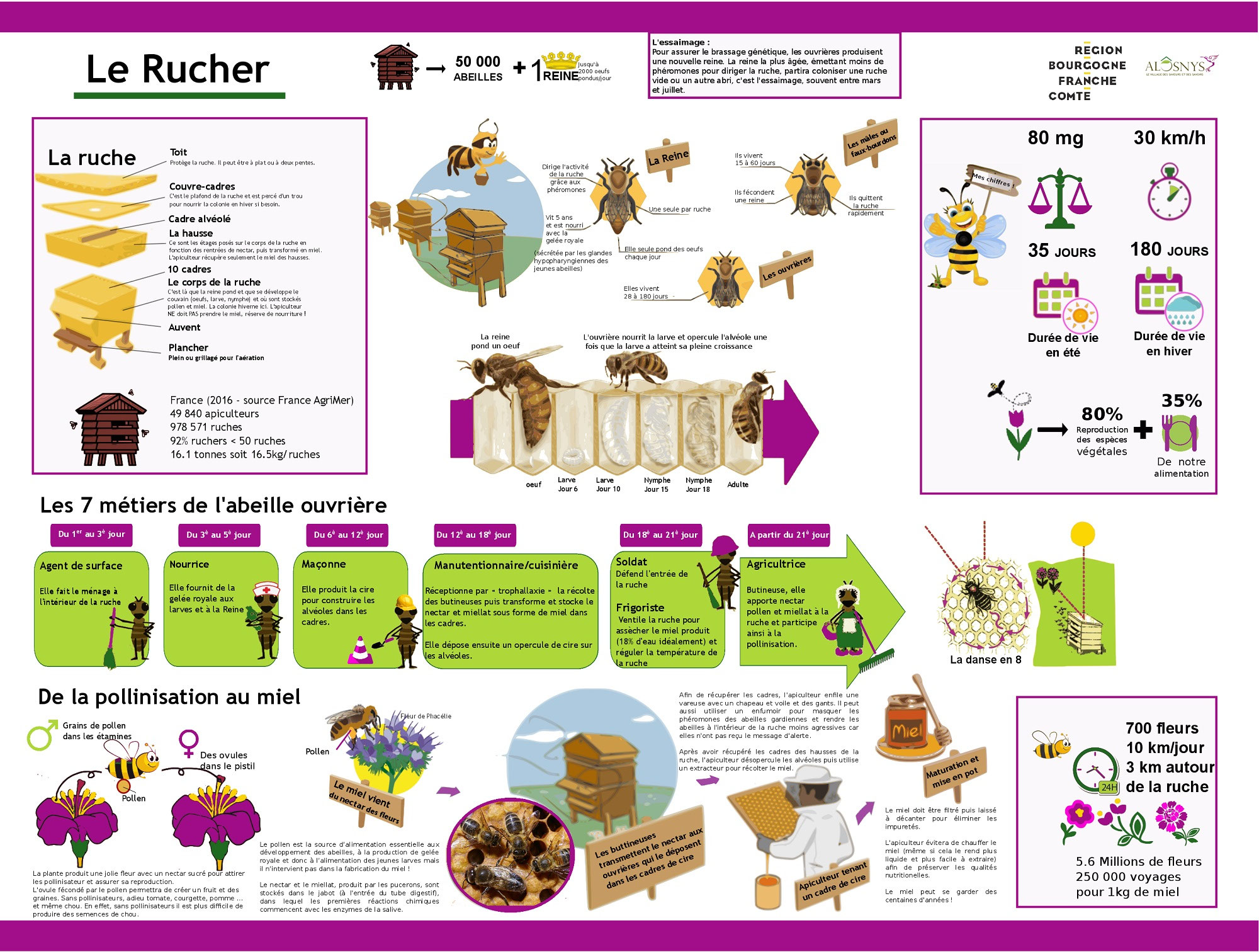 Panneaux pédagogiques pour comprendre les abeilles et le rucher — free download
