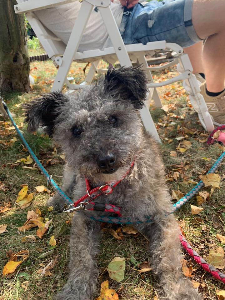 Die Geschichte von Mayla Vierpfotentraining Zwickau