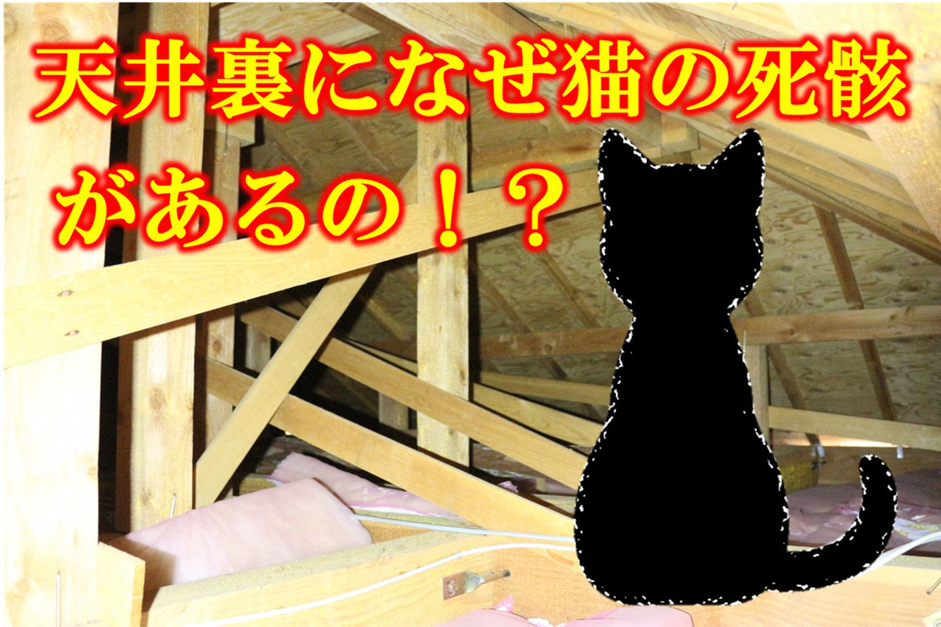 天井裏の猫の死骸を片付ける 動物 猫 犬 鳥 死骸 片付け 回収 処理 ちょっとした片付けから一軒家の家財 不用品処分まで 遺品整理 孤独死から事件現場まで何でもこなします どんなに大きな不用品処分や遺品整理も 大変な孤独死の現場もお任せください 天井裏の猫の死骸を片付ける 動物 猫 犬 鳥 死骸 片付け 回収 処理 ちょっとした片付けから一軒家の家財 不用品処分まで 遺品整理 孤独死から事件現場まで何でもこなします どんなに大きな不用品処分や遺品整理も 大変な孤独死の現場もお任せください