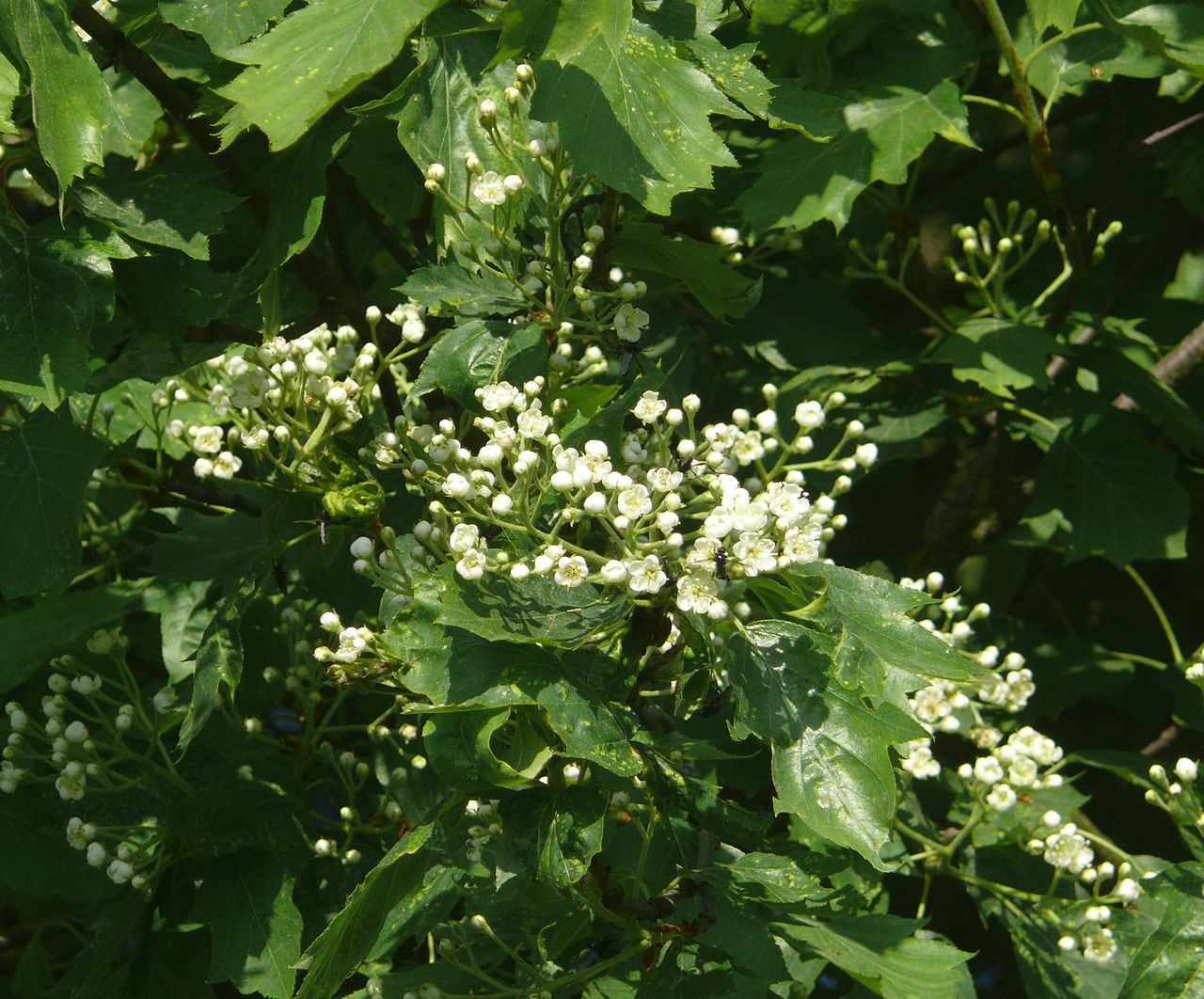 Elsbeere Begehrtes Edelholz Cermeter Gbr Pflanzen Fur Ihren Garten