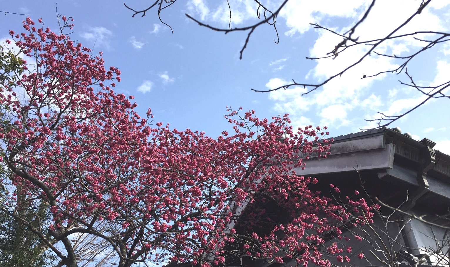 寒緋桜が見頃です！ - 【千代鶴】奥多摩 あきる野の酒蔵 中村酒造