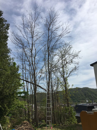 ニセアカシア3本の伐採 札幌の庭木の剪定 伐採 草刈り 冬囲い 植木屋このはなガーデン