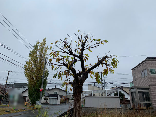 栗の剪定 札幌の庭木の剪定 伐採 草刈り 冬囲い 植木屋このはなガーデン